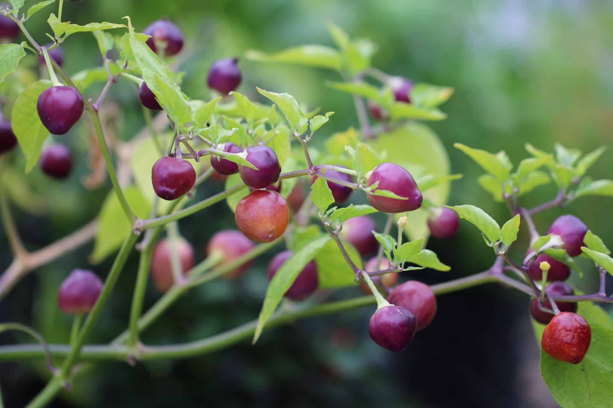 Köp Pimenta Barro Do Ribeiro - Chilifrön online hos Svenska Frön Pimenta Barro Do Ribeiro - Svenskodlade chilifrön från Svenska Frön