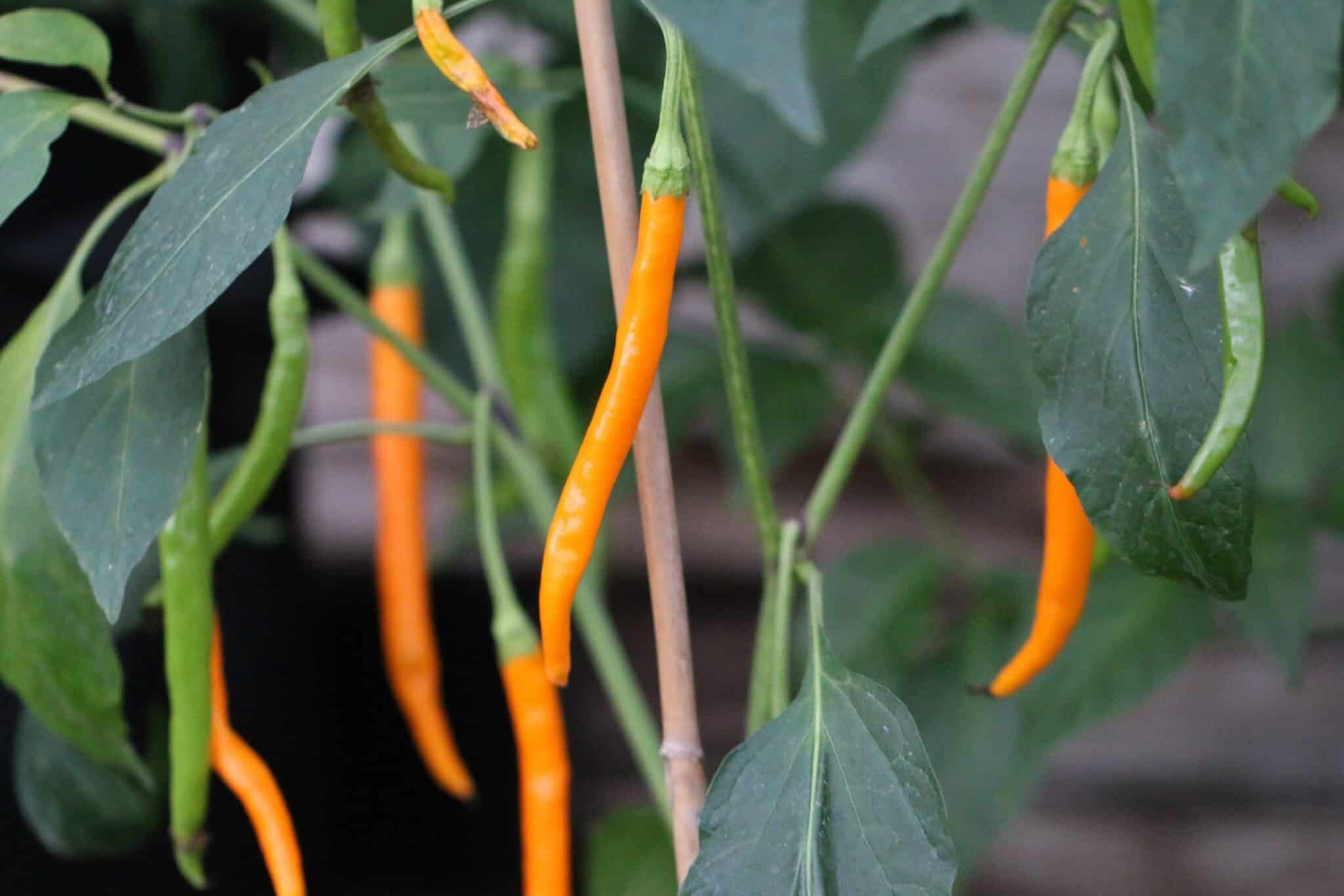 Köp Hangijaio Yellow Space - Chilifrön online hos Svenska Frön Hangijaio Yellow Space - Svenskodlade chilifrön från Svenska Frön