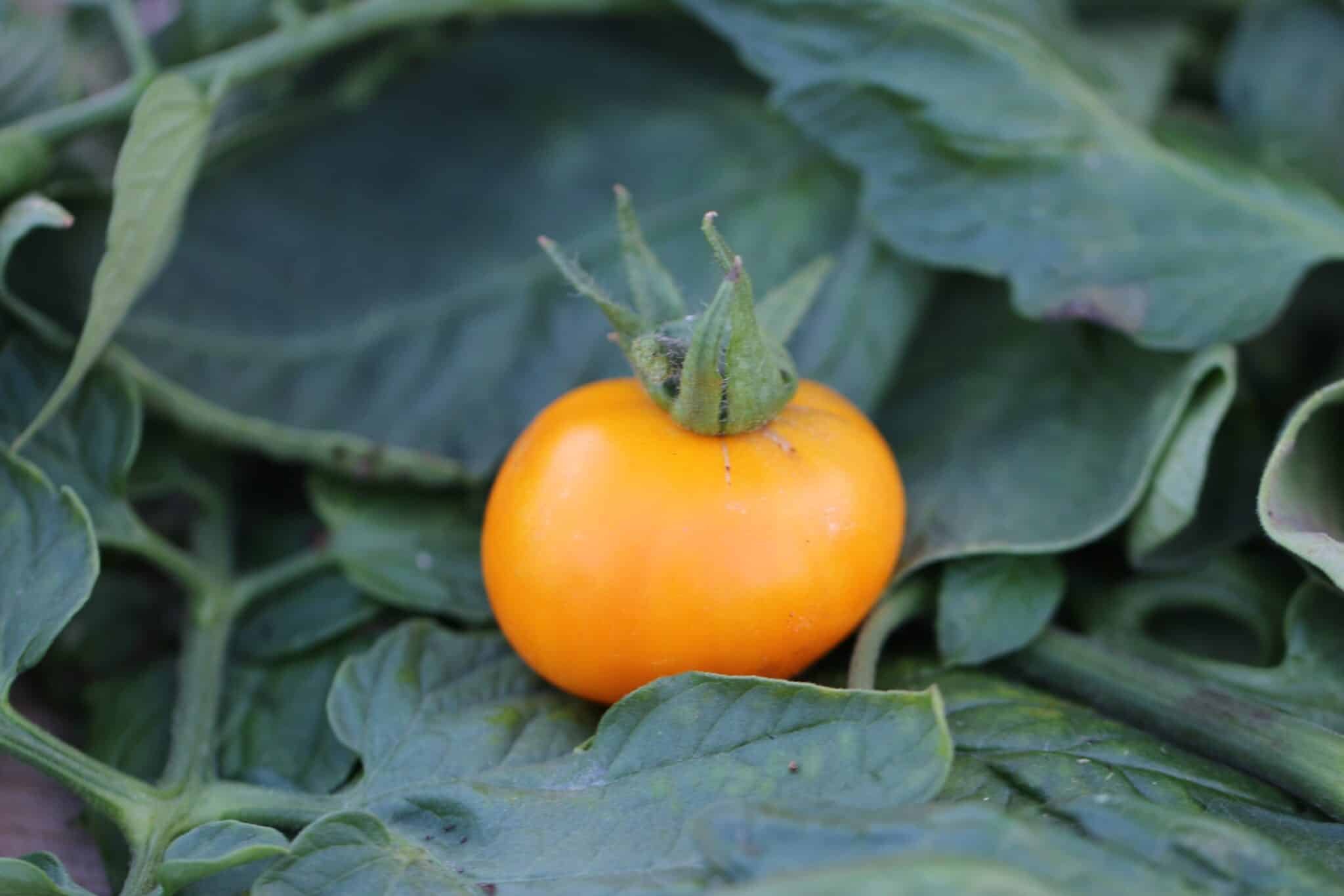 Köp Old german - Tomatfrön online hos Svenska Frön Old german - Svenskodlade tomatfrön från Svenska Frön