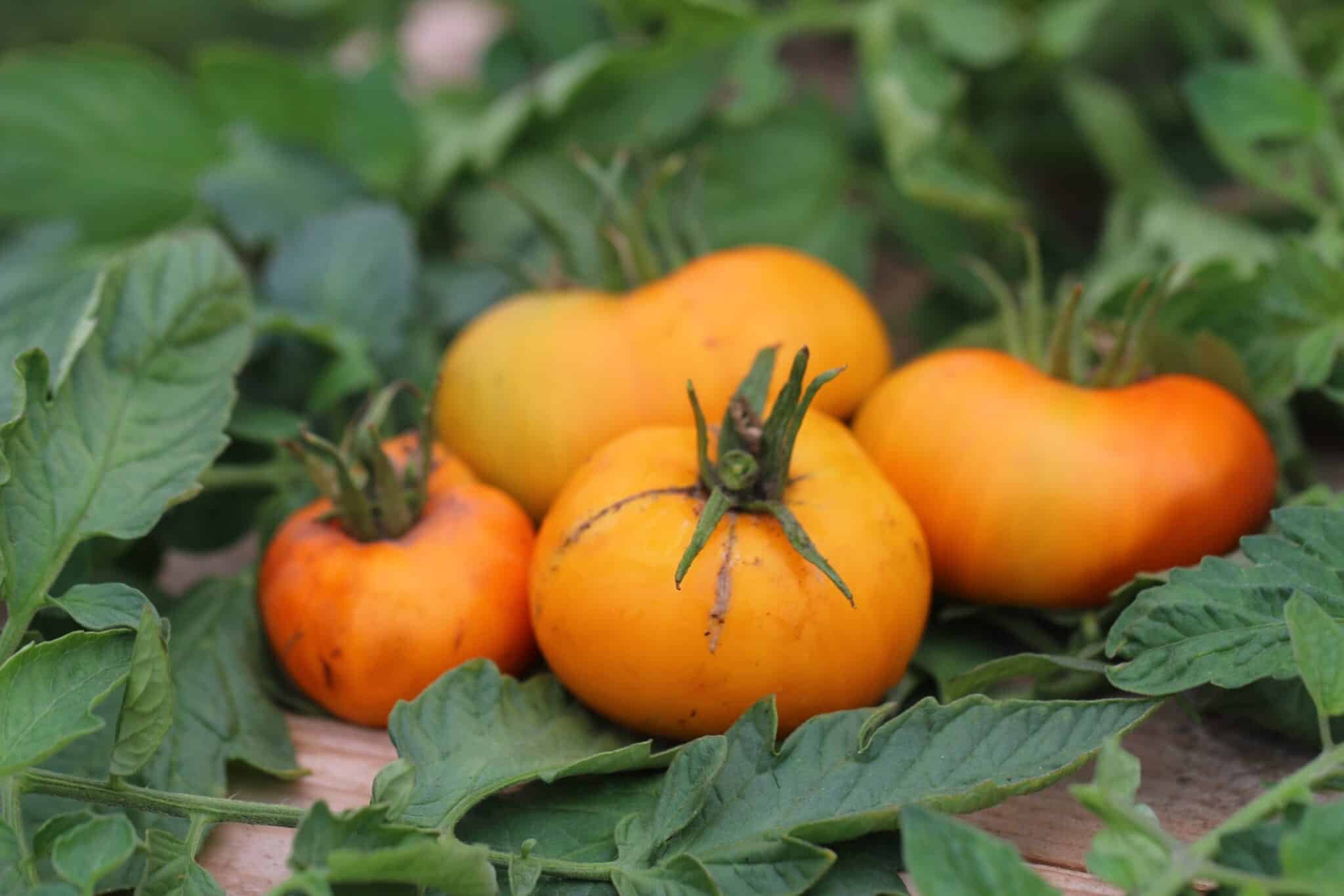 Köp Brandywine Yellow - Tomatfrön online hos Chilifrön.se Stora gula Brandywine Yellow-bifftomater med krämig textur