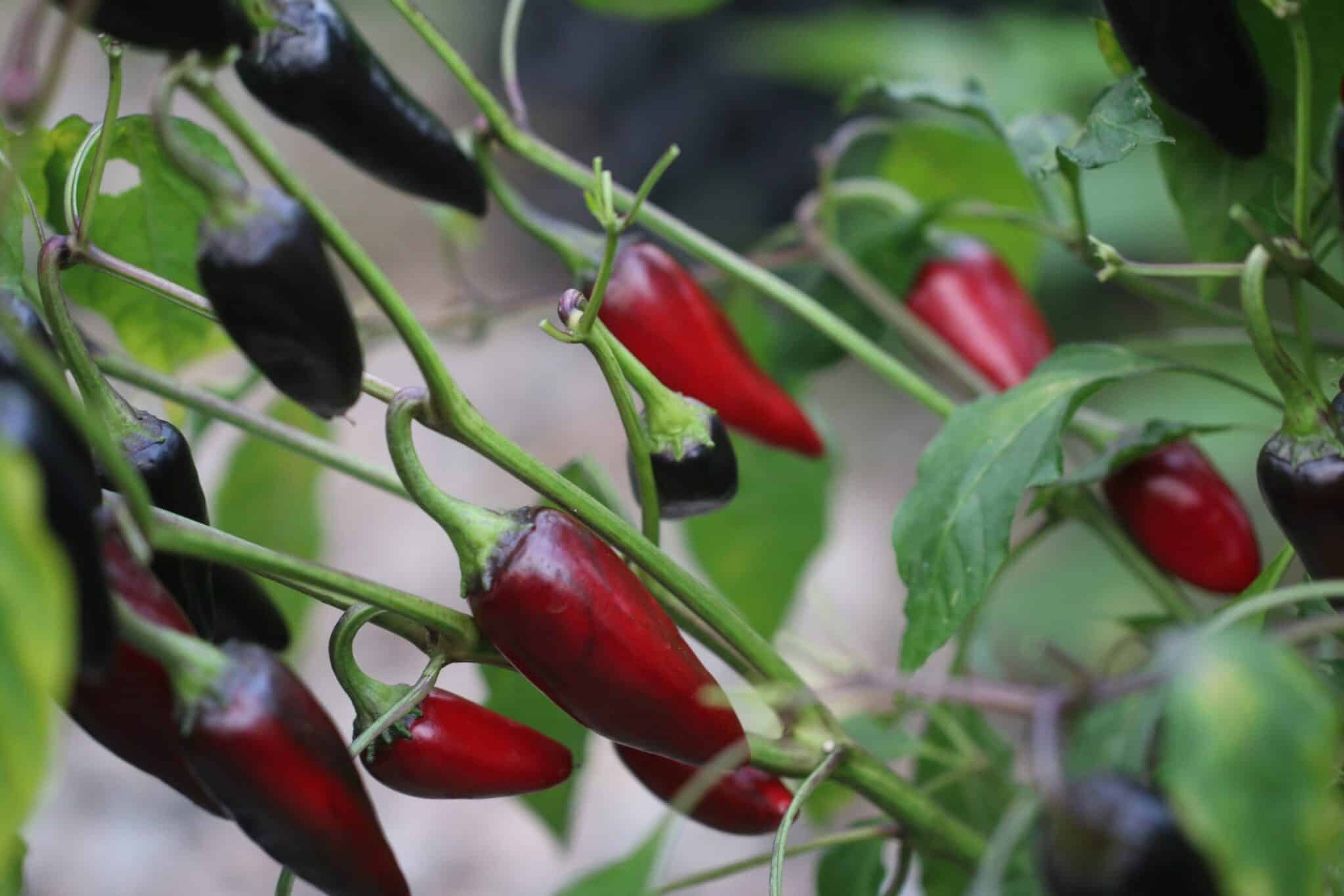 Black Hungarian - Svenskodlade chilifrön från Svenska Frön