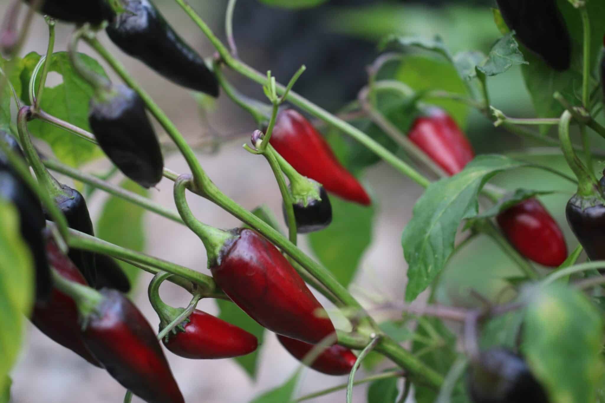 Köp Black Hungarian - Chilifrön online hos Svenska Frön Black Hungarian - Svenskodlade chilifrön från Svenska Frön