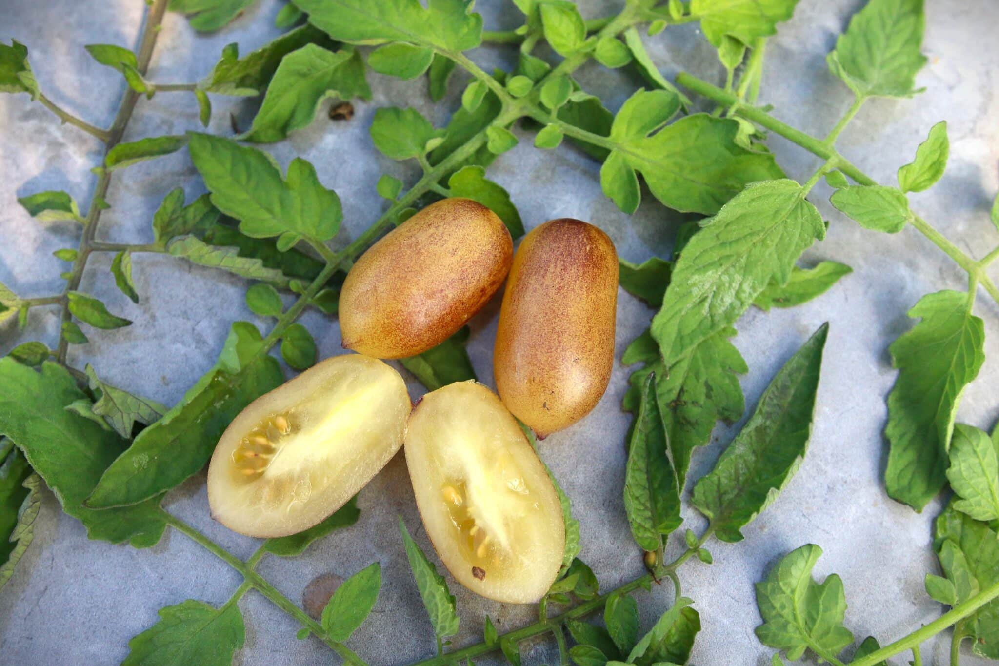 Köp Märchenengel - Tomatfrön online hos Chilifrön.se Amphora-formade Märchenengel-körsbärstomater i klase