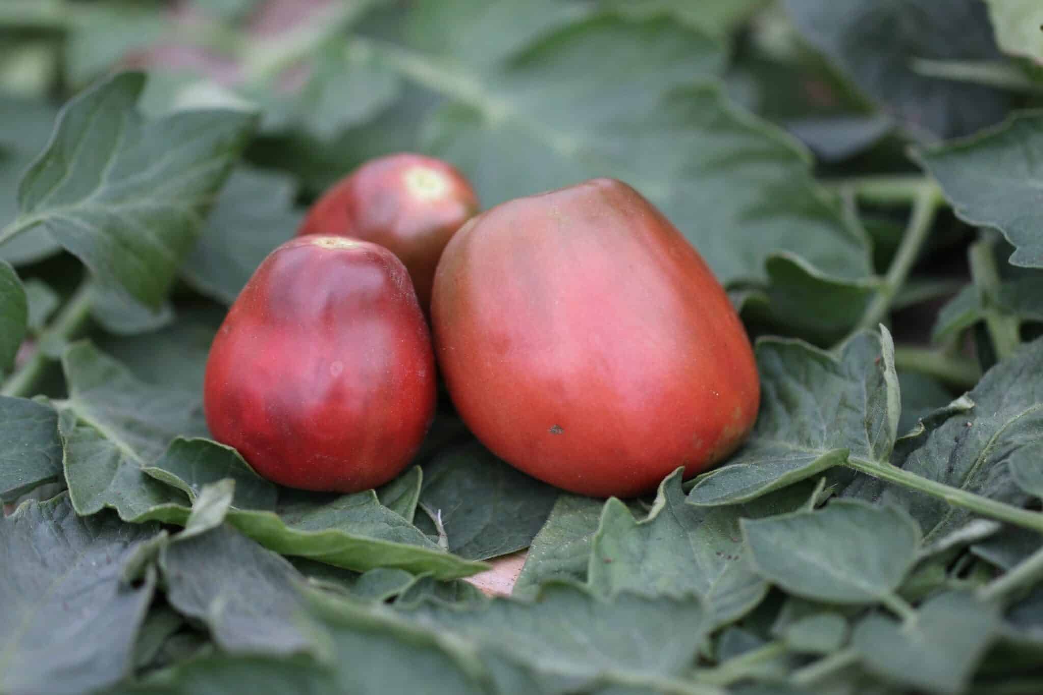 Köp Ukrainian Purple - Tomatfrön online hos Svenska Frön Ukrainian Purple - Svenskodlade tomatfrön från Svenska Frön