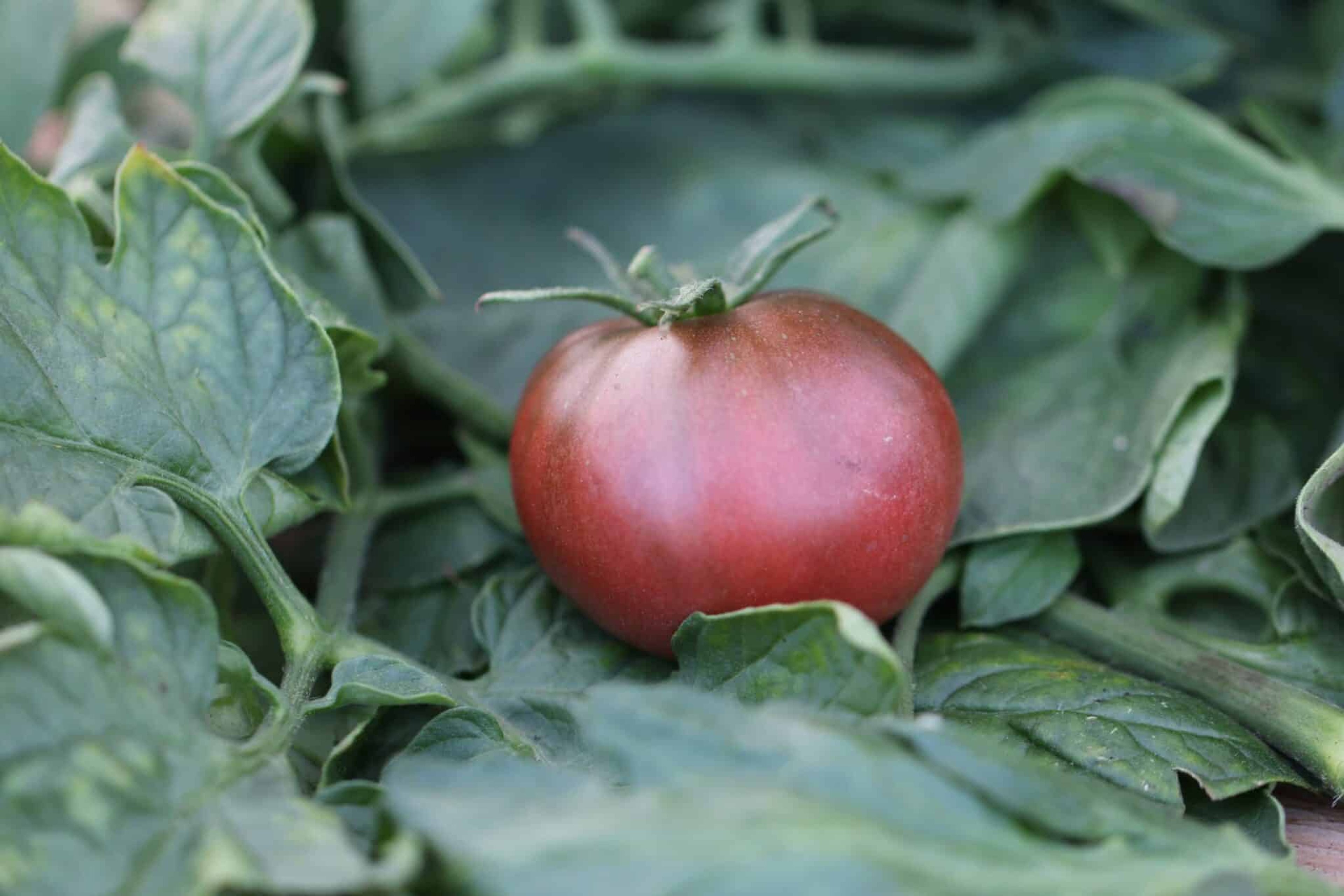 Black Krim - Svenskodlade tomatfrön från Svenska Frön