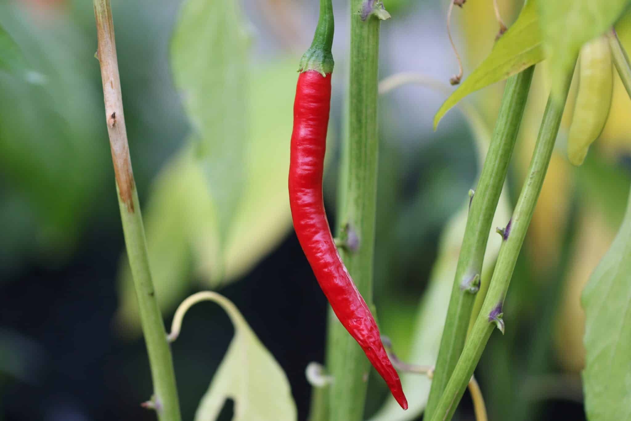 Köp Kung Pao - Chilifrön online hos Svenska Frön Kung Pao - Svenskodlade chilifrön från Svenska Frön