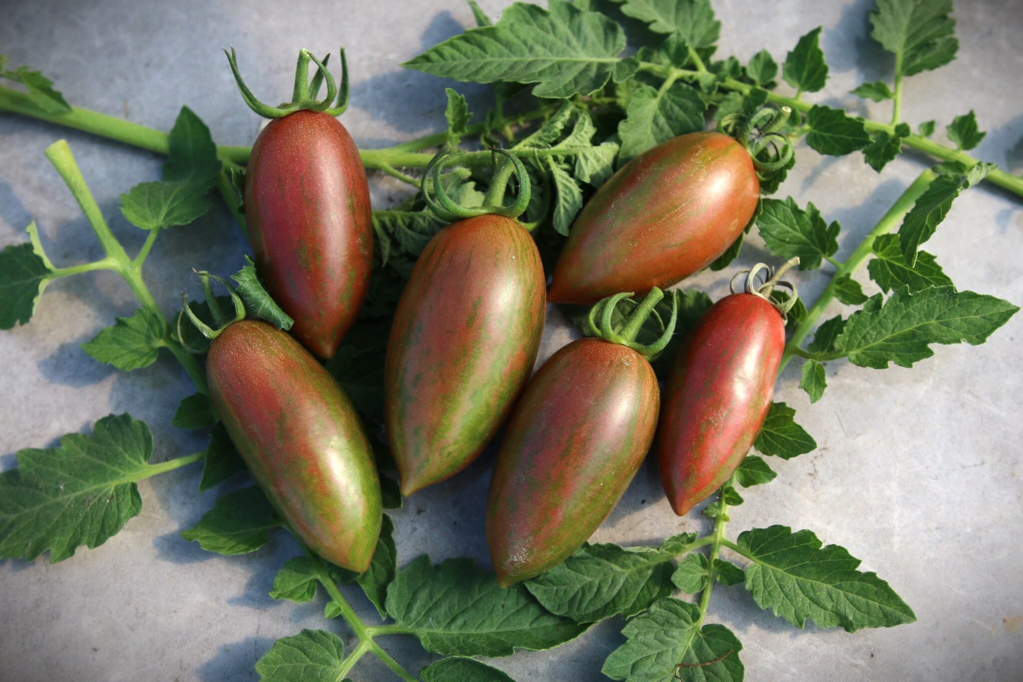 Köp Javelin - Tomatfrön online hos Svenska Frön Javelin - Svenskodlade tomatfrön från Svenska Frön