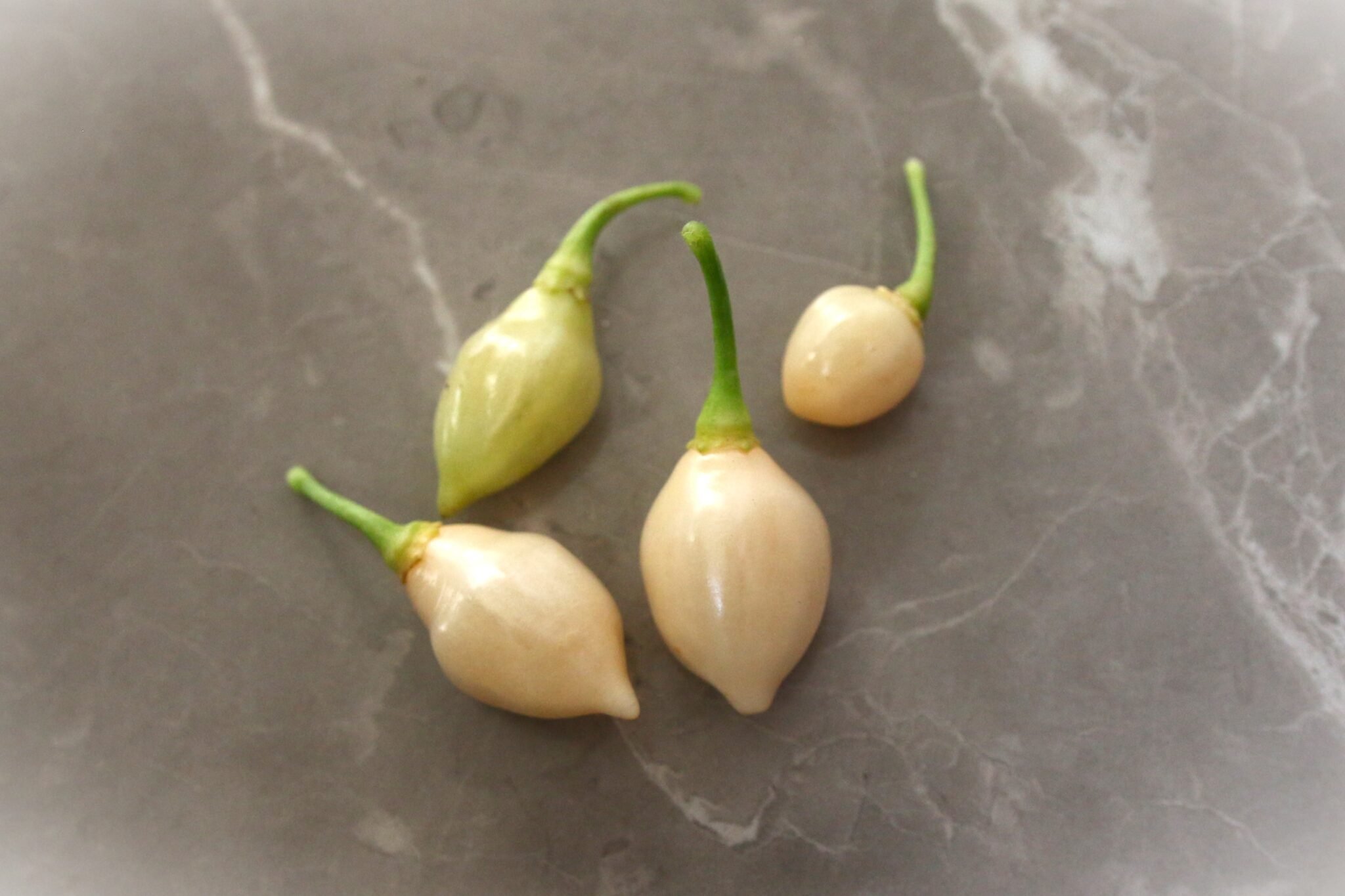 Köp Chupetinho White - Chilifrön online hos Svenska Frön Chupetinho White - Svenskodlade chilifrön från Svenska Frön