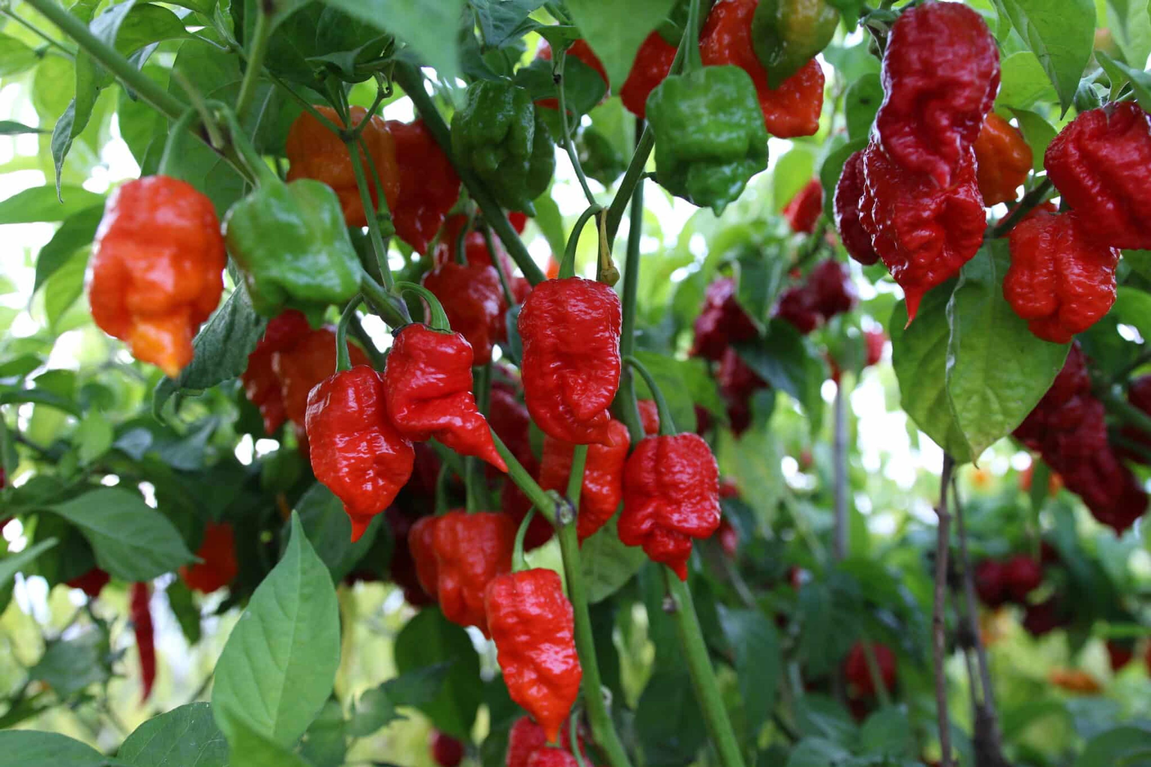 Jaydee´s Reaper miniatyrbild 2