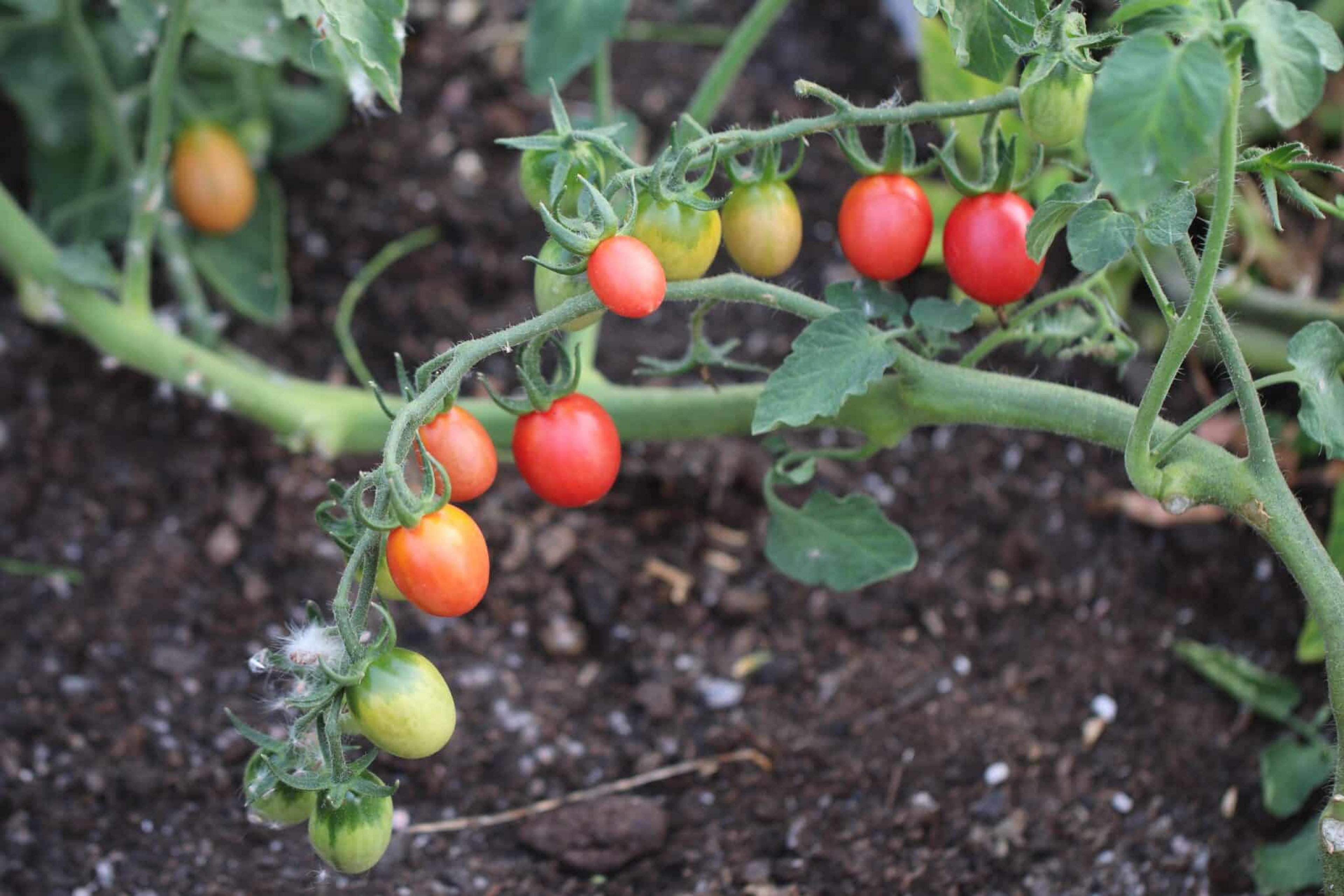 Raspberry Red Hood miniatyrbild 2