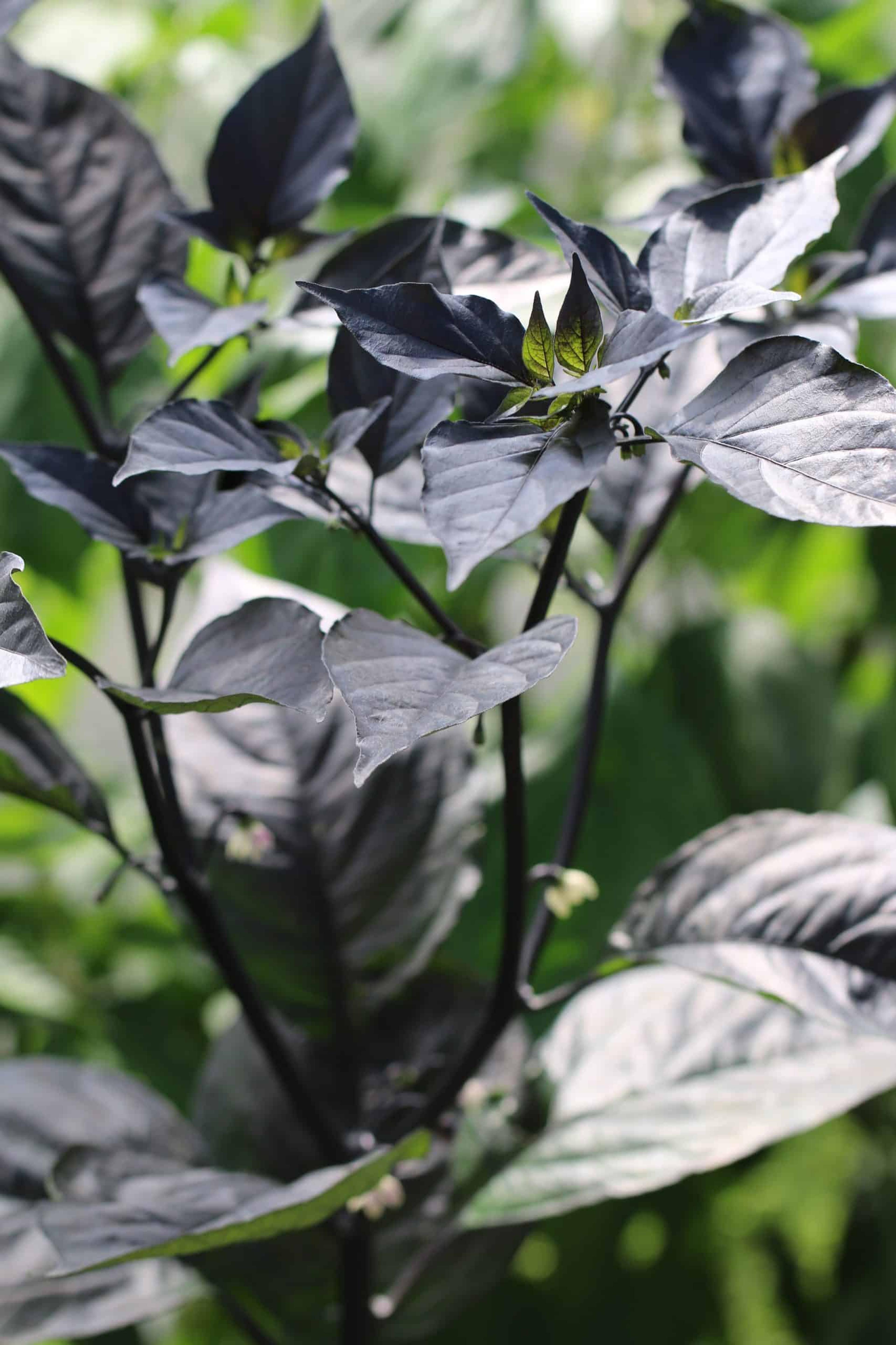 Pimenta da Neyde miniatyrbild 2