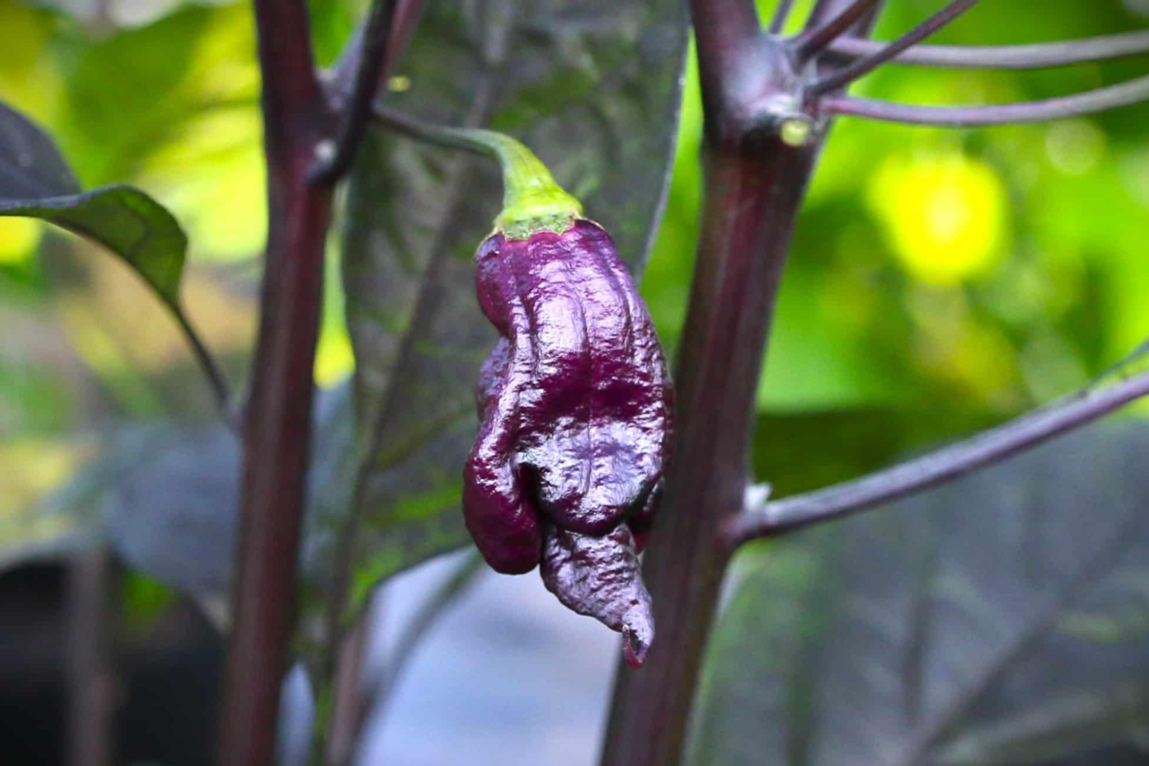 Jay’s Pink Purple Ghost Scorpion miniatyrbild 3