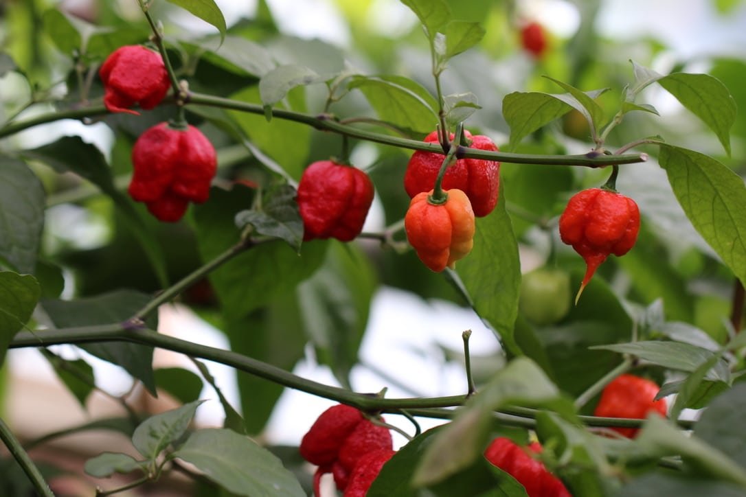 Köp Carolina Reaper - Chilifrön online hos Svenska Frön Carolina Reaper - Svenskodlade chilifrön från Svenska Frön