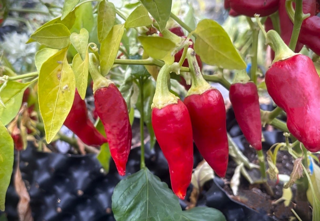 Köp Caloro - Chilifrön online hos Svenska Frön Caloro - Svenskodlade chilifrön från Svenska Frön