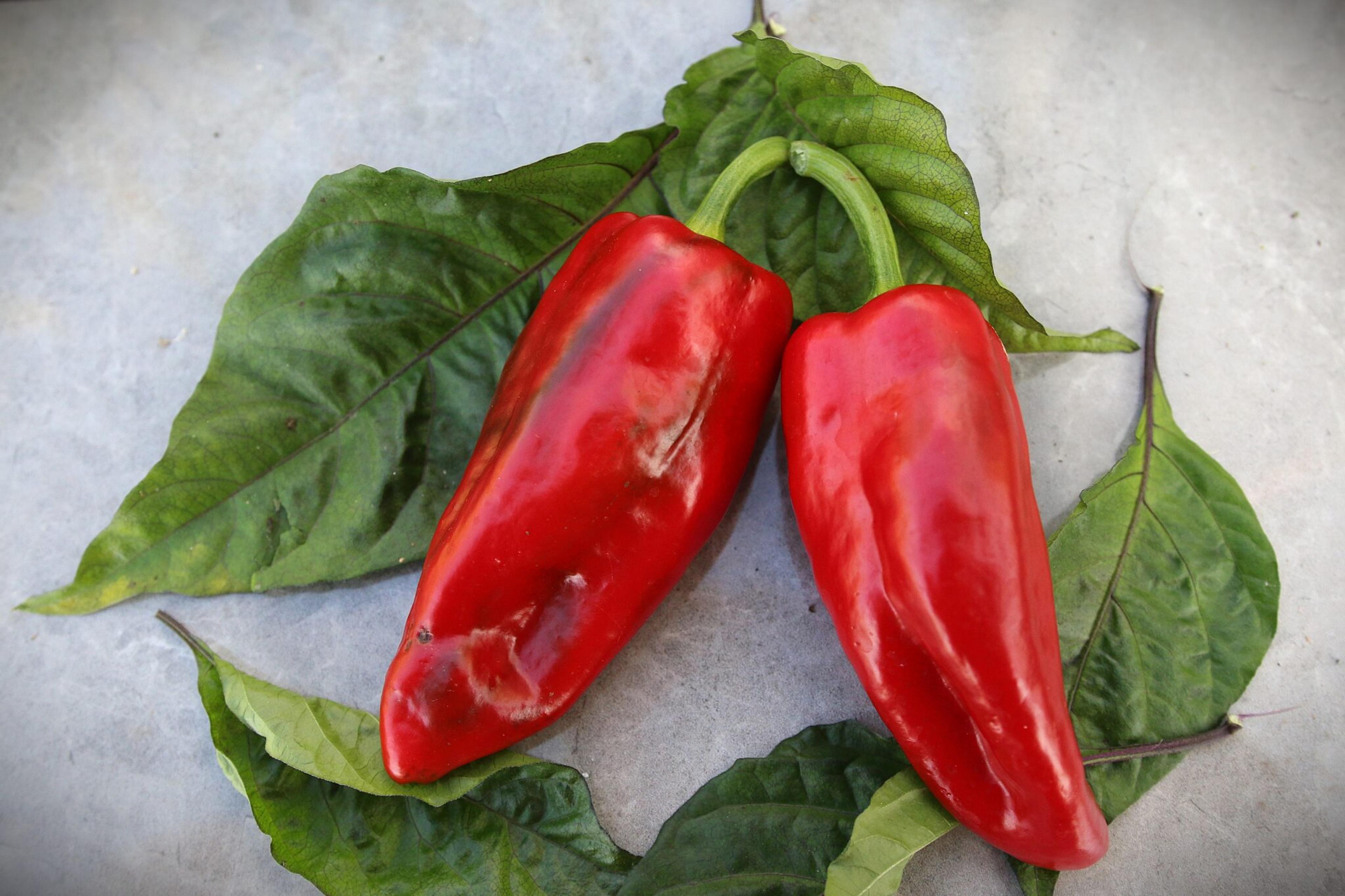 Ancho Grande miniatyrbild 2