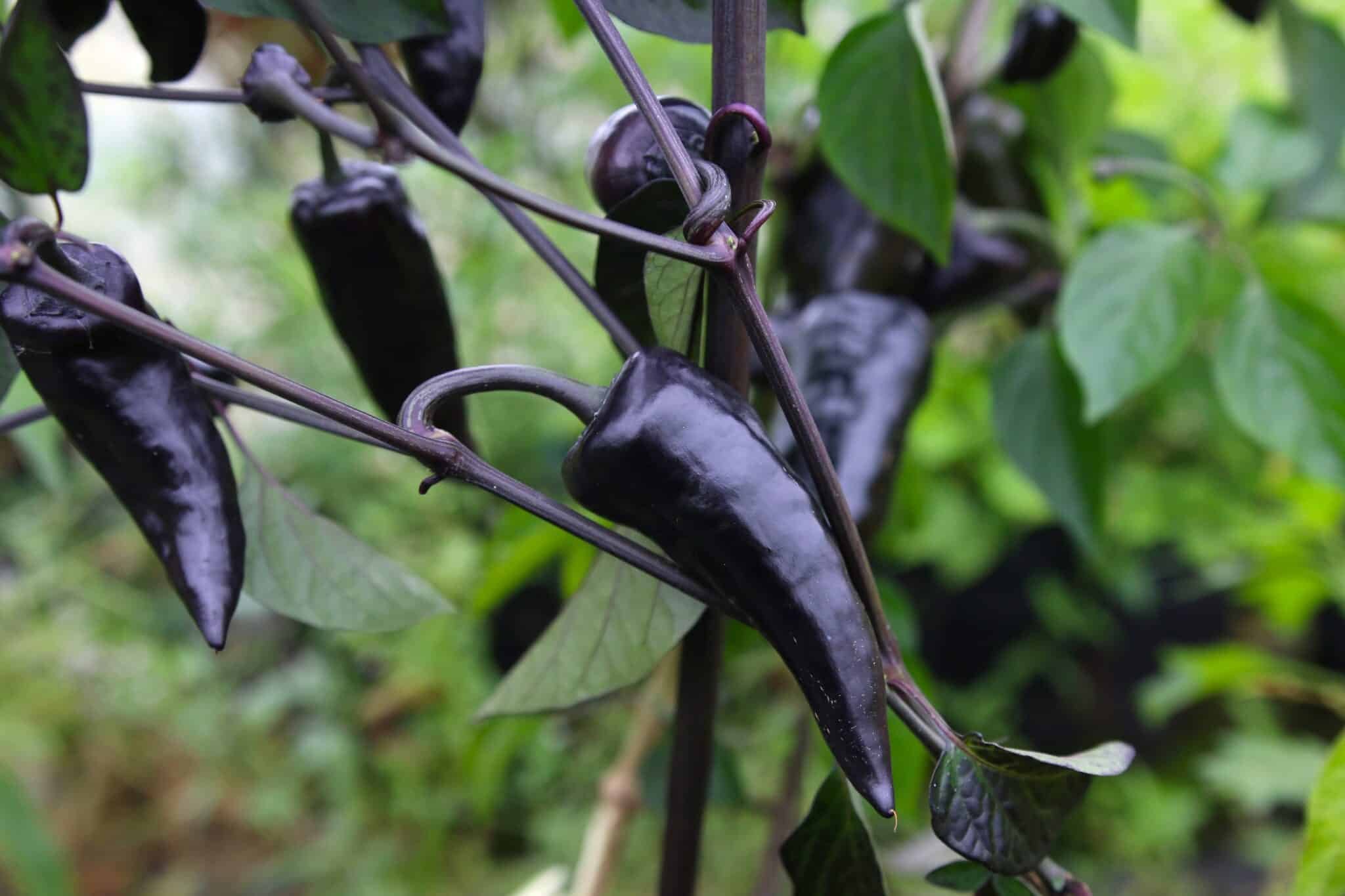 Köp Jalapeno Deadpool - Chilifrön online hos Chilifrön.se Jalapeno Deadpool