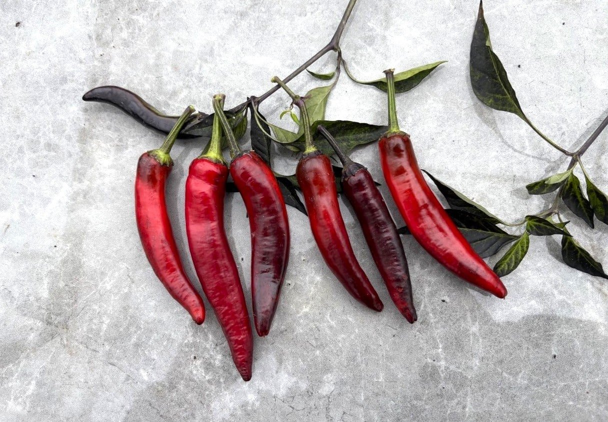 Köp Vampire - Chilifrön online hos Chilifrön.se Vampire-chiliplanta med svart bladverk och svarta och röda frukter