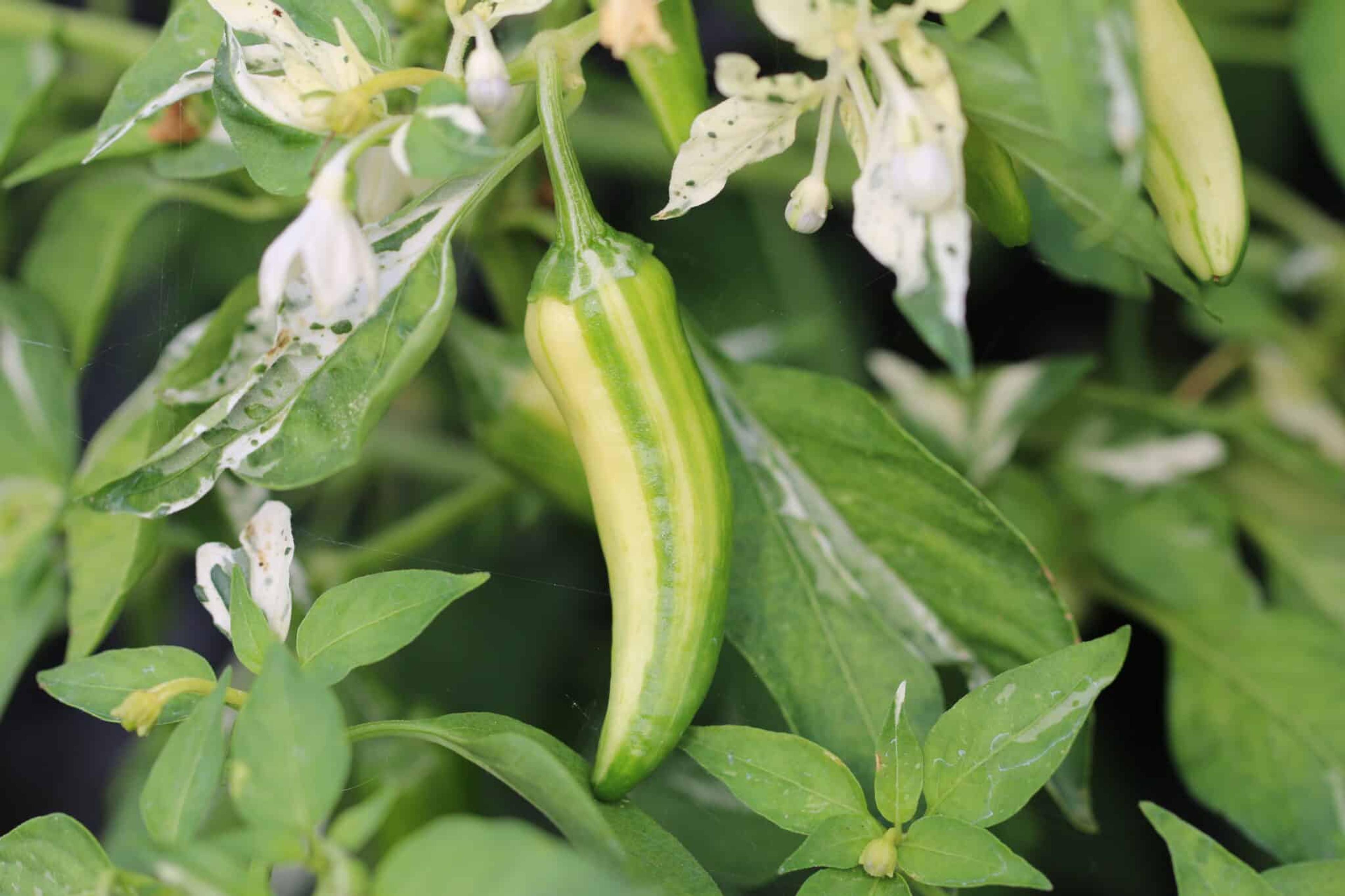 Fish Pepper miniatyrbild 2