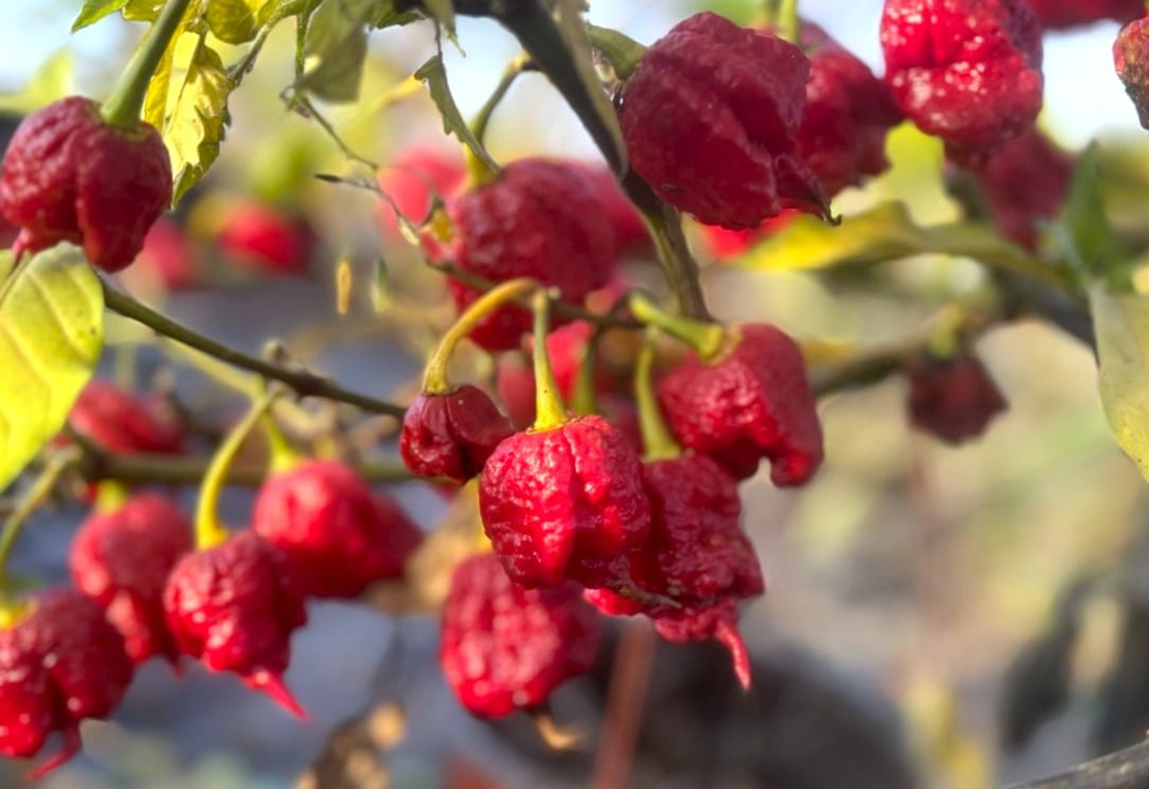 Zing - Svenskodlade chilifrön från Svenska Frön