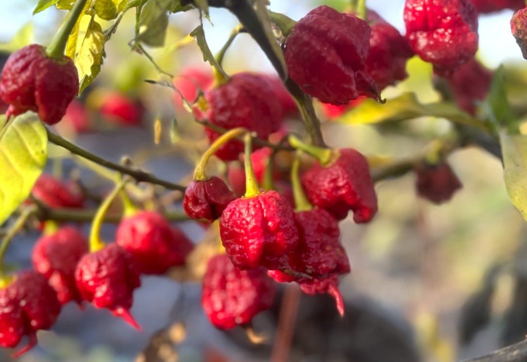 Köp Zing - Chilifrön online hos Svenska Frön Zing - Svenskodlade chilifrön frÄn Svenska Frön