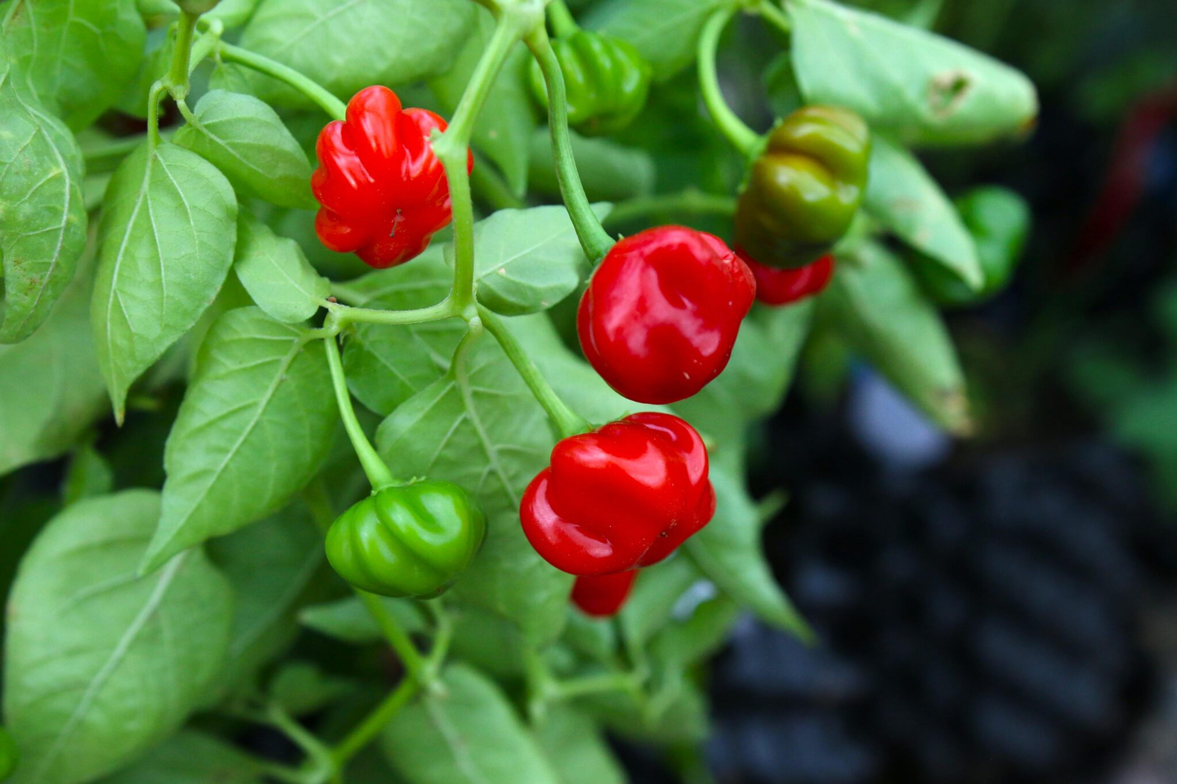 Pi 49793 São Paulo miniatyrbild 1