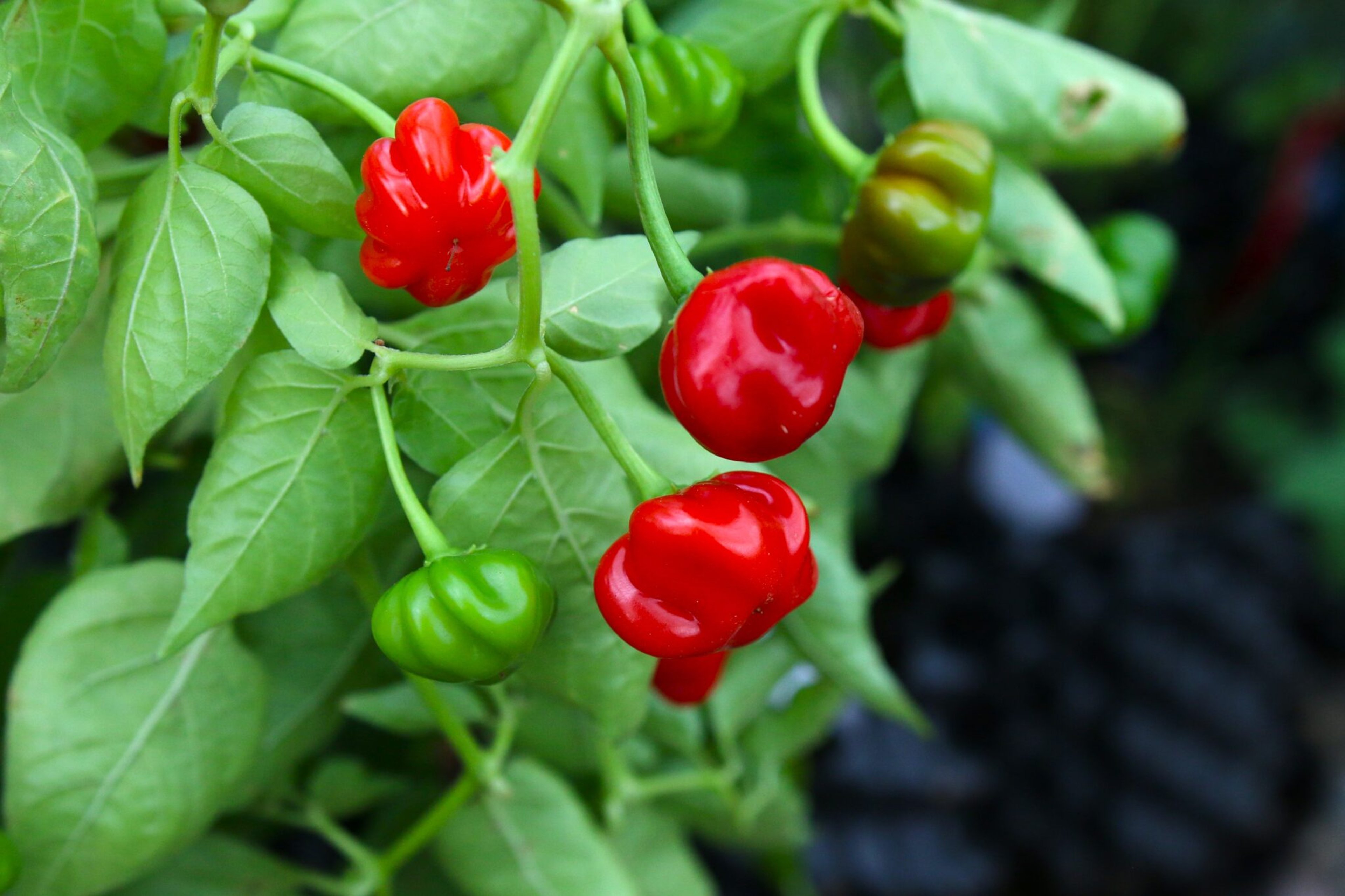 Pi 49793 São Paulo - Svenskodlade chilifrön från Svenska Frön