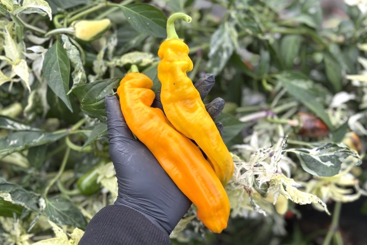 Köp Zazu - Chilifrön online hos Svenska Frön Zazu - Svenskodlade chilifrön från Svenska Frön