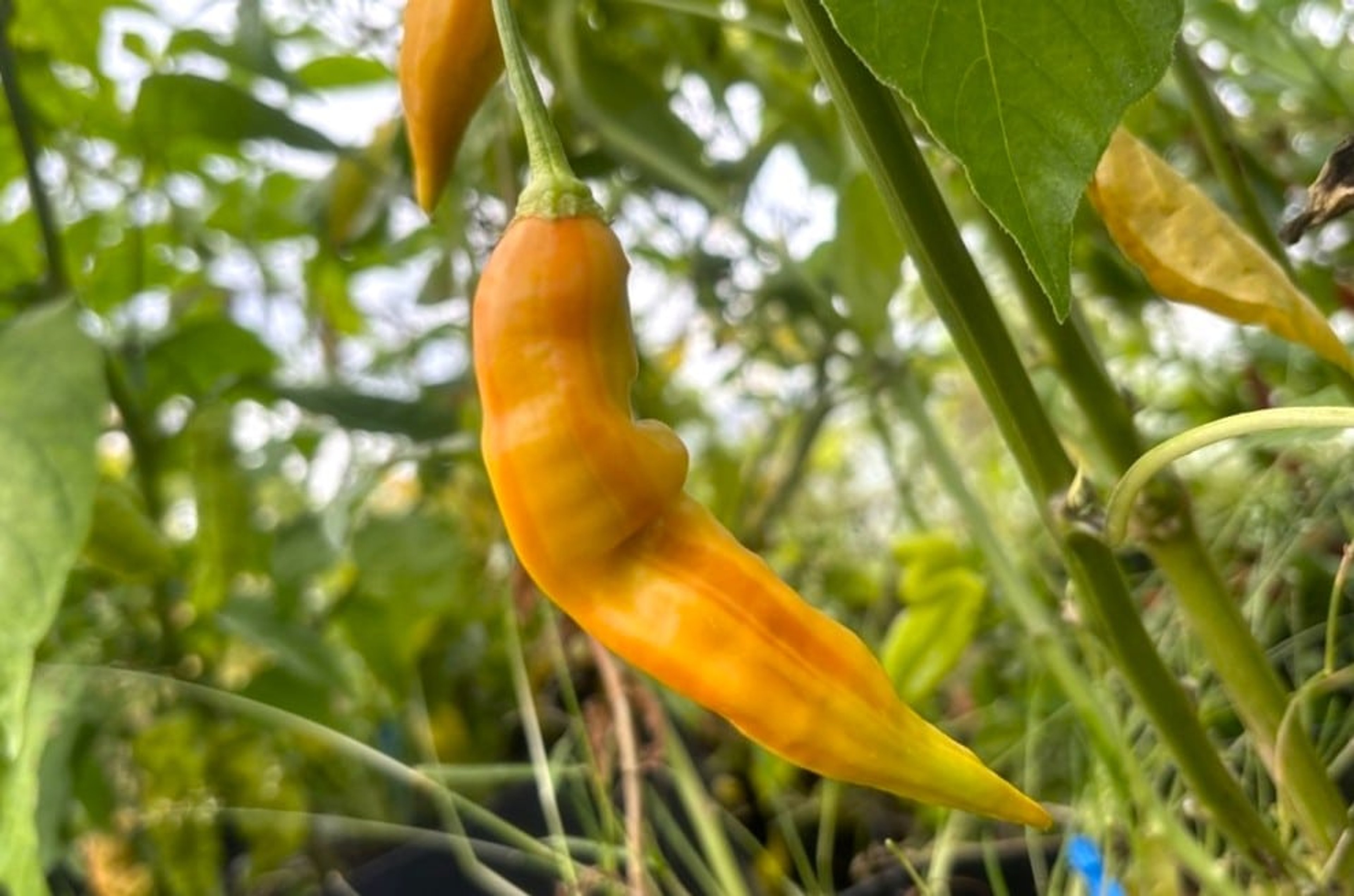 Flor Morado Stripey - Svenskodlade chilifrön från Svenska Frön