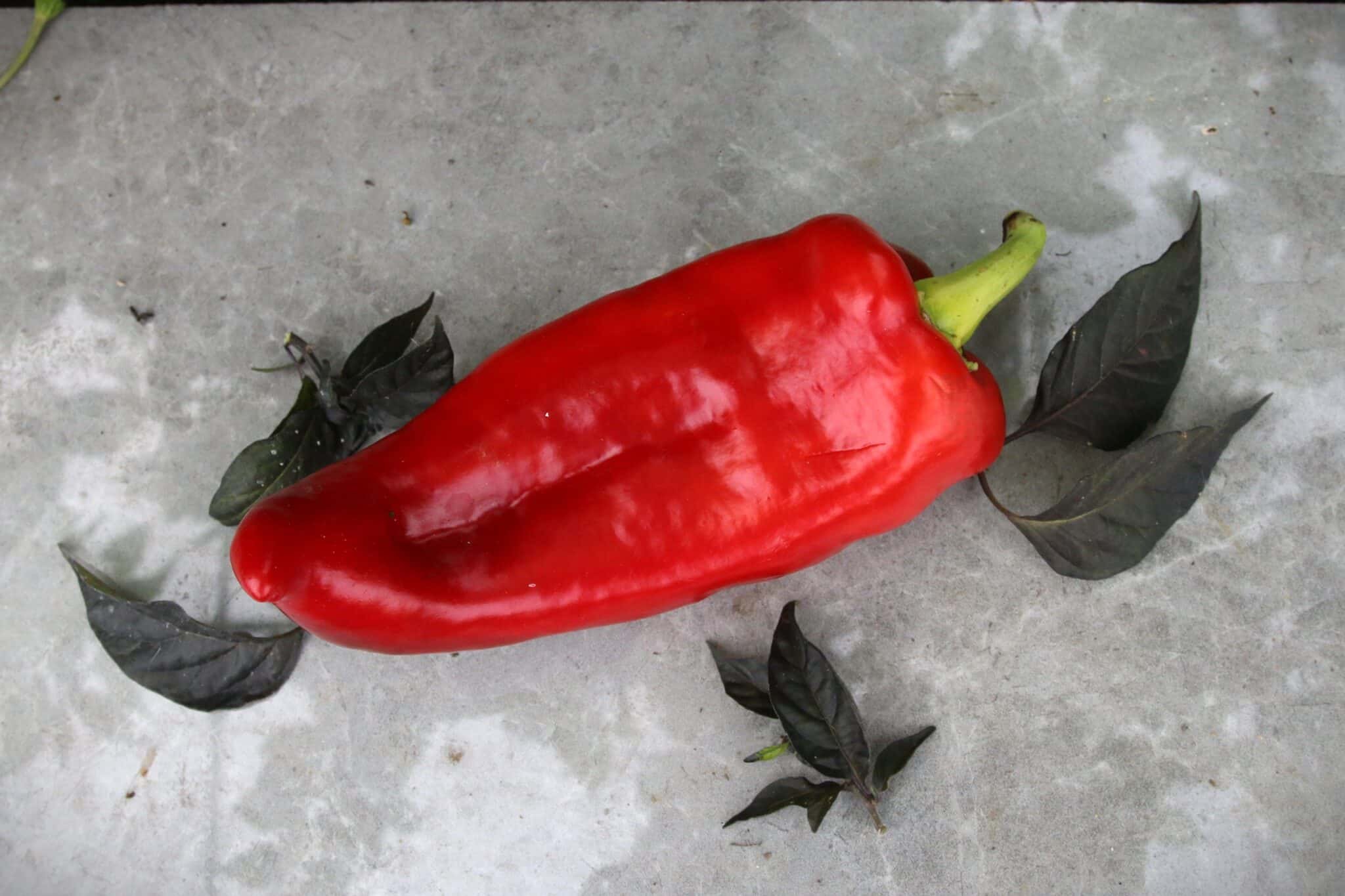 Köp Corno di Toro Rosso - Chilifrön online hos Svenska Frön Corno di Toro Rosso - Svenskodlade chilifrön från Svenska Frön