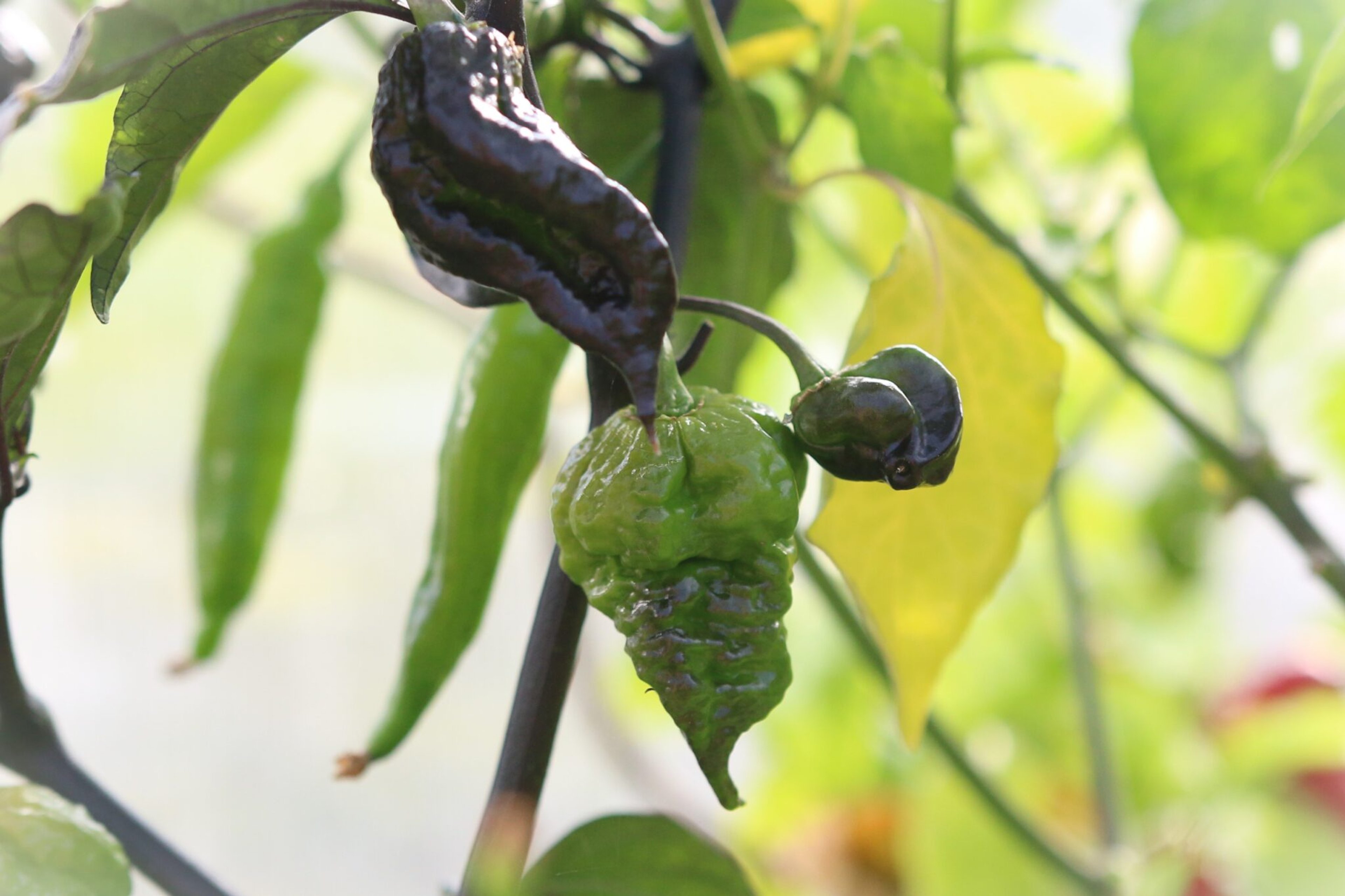 Da Hulk - Svenskodlade chilifrön från Svenska Frön