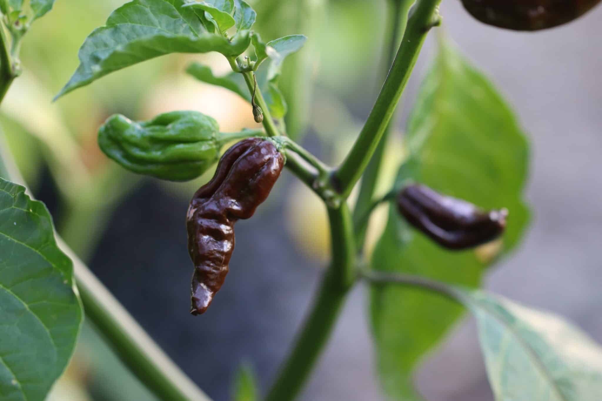 Köp Naga Morich Chocolate - Chilifrön online hos Svenska Frön Naga Morich Chocolate - Svenskodlade chilifrön från Svenska Frön