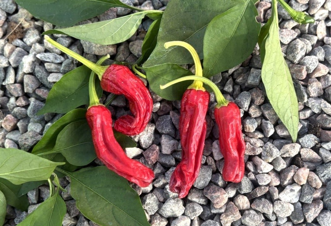 Köp Shishito - Chilifrön online hos Svenska Frön Shishito - Svenskodlade chilifrön frÄn Svenska Frön