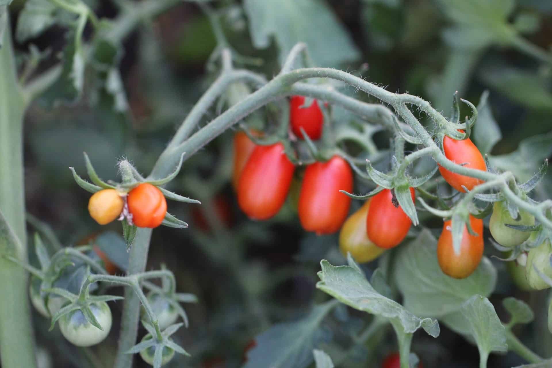 Köp San Marzano mini Röd - Tomatfrön online hos Svenska Frön San Marzano mini Röd - Svenskodlade tomatfrön från Svenska Frön