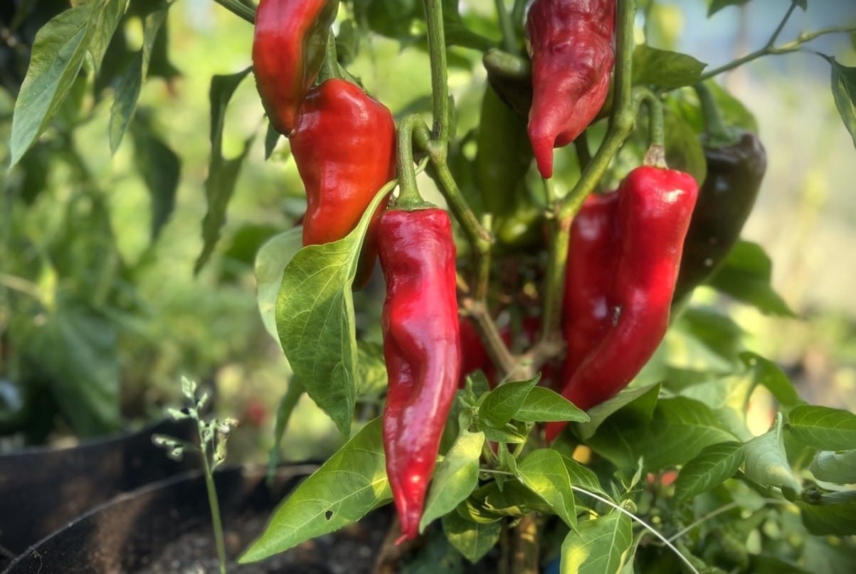 Köp Fresno Supreme - Chilifrön online hos Svenska Frön Fresno Supreme - Svenskodlade chilifrön från Svenska Frön