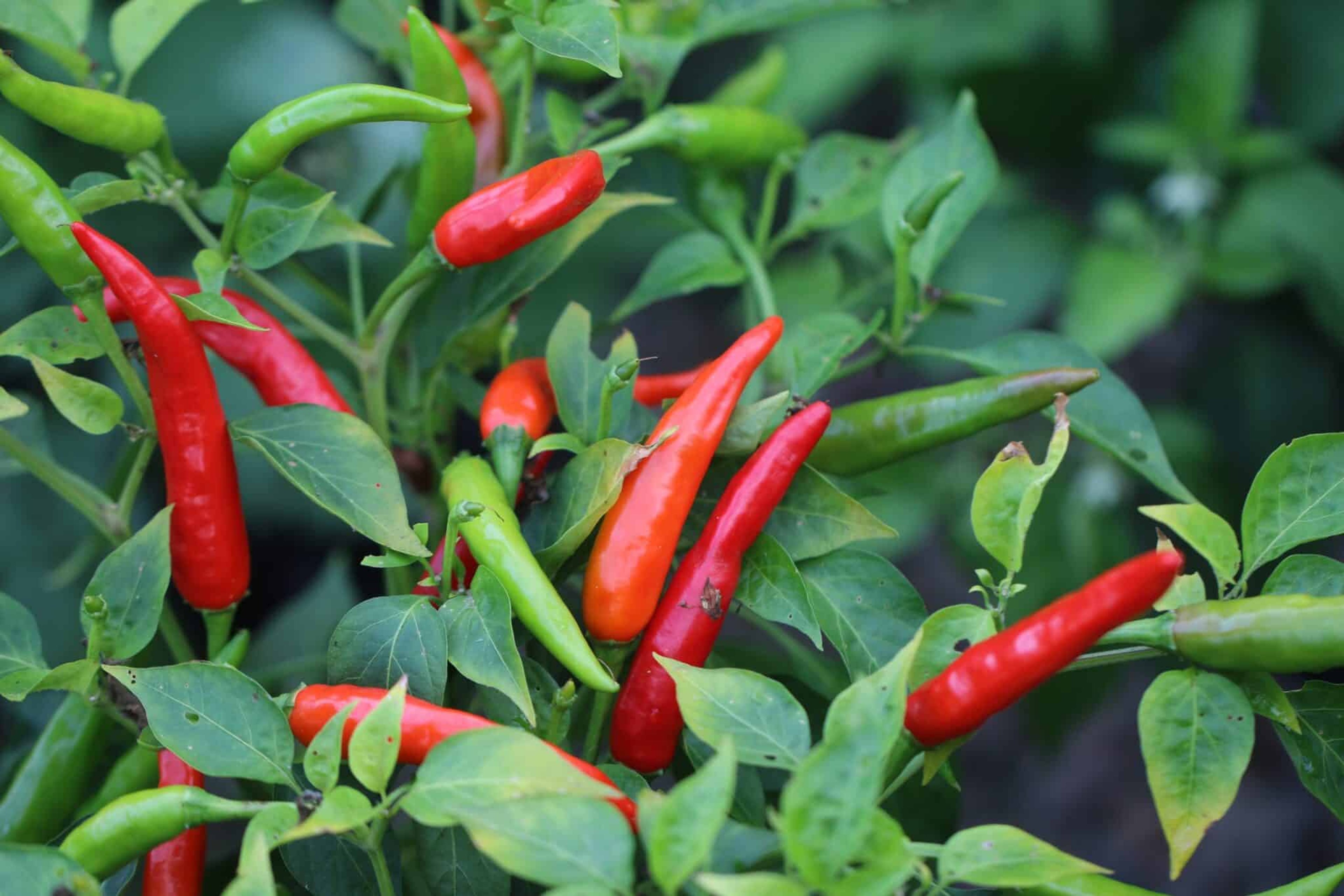 Thai Dragon - Svenskodlade chilifrön från Svenska Frön