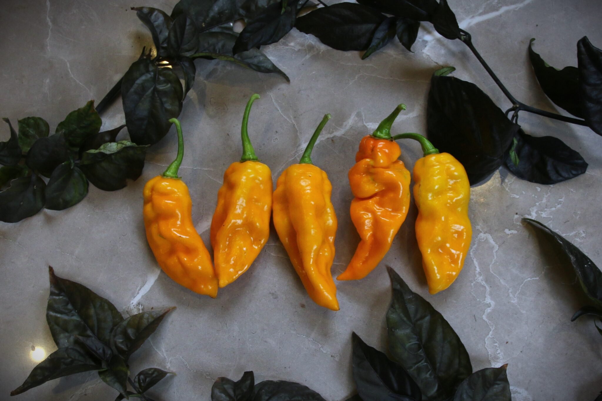 Köp Fatboy Yellow - Chilifrön online hos Svenska Frön Fatboy Yellow - Svenskodlade chilifrön från Svenska Frön