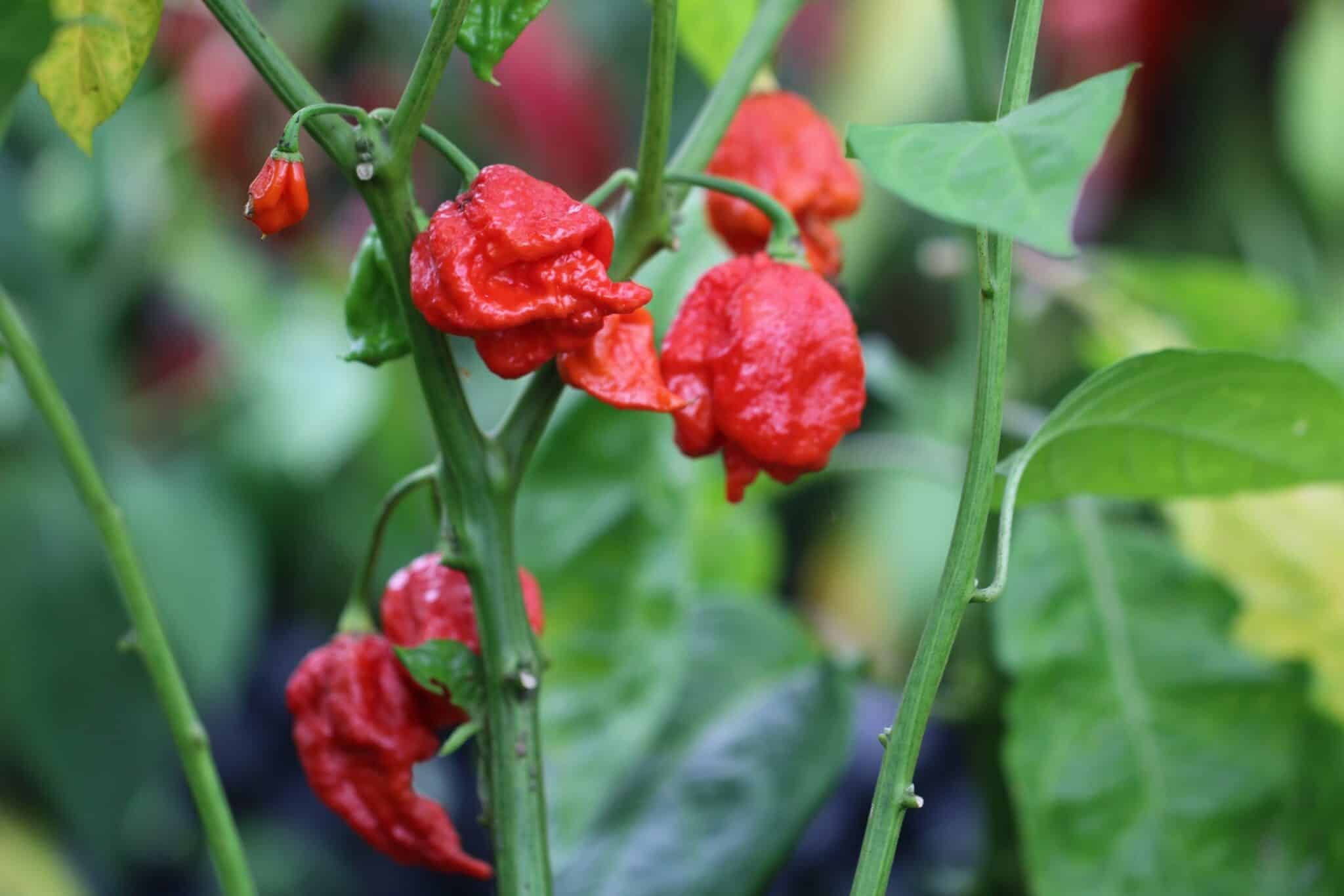 Köp Carolina Reaper x Trinidad Scorpion - Chilifrön online hos Svenska Frön Carolina Reaper x Trinidad Scorpion - Svenskodlade chilifrön frÄn Svenska Frön