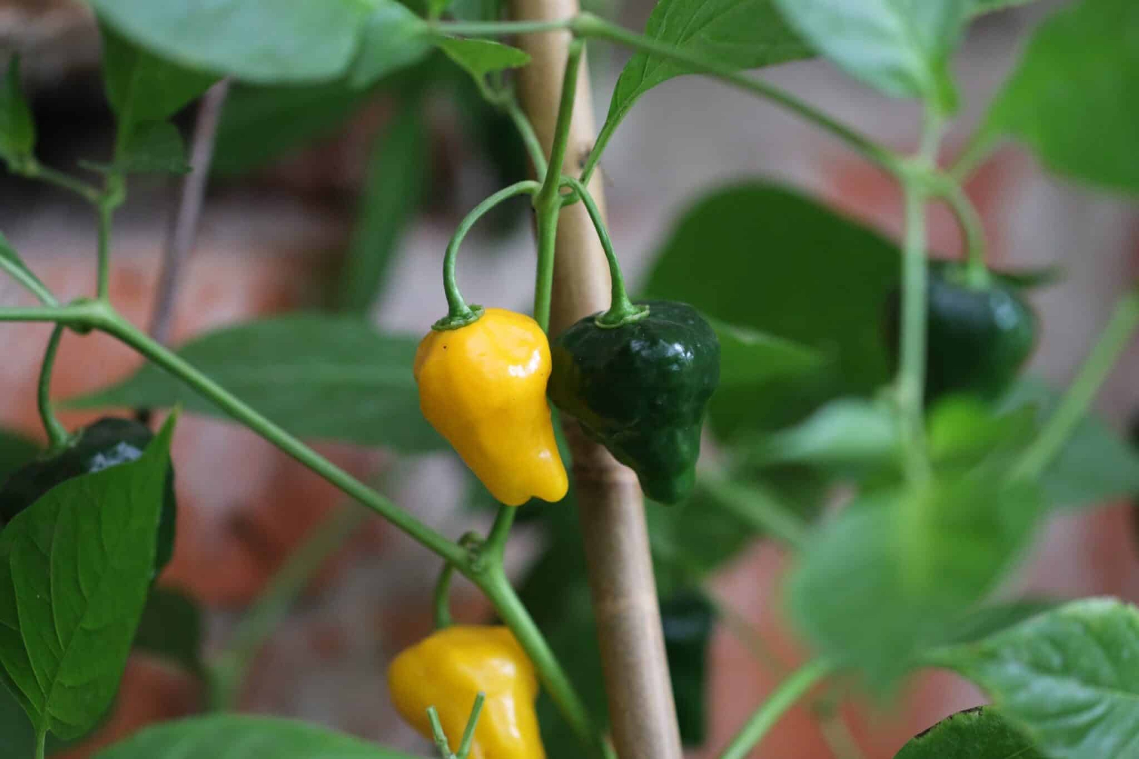 Aji Limo - Svenskodlade chilifrön från Svenska Frön