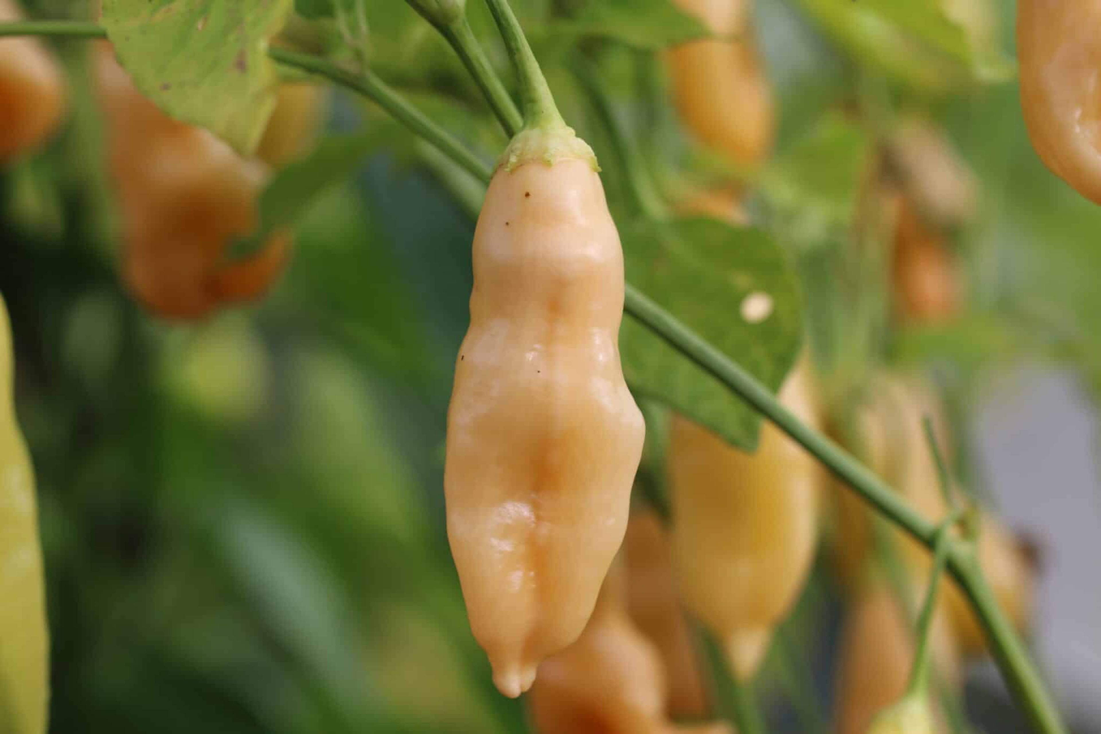 Sugar Rush Peach - Svenskodlade chilifrön från Svenska Frön