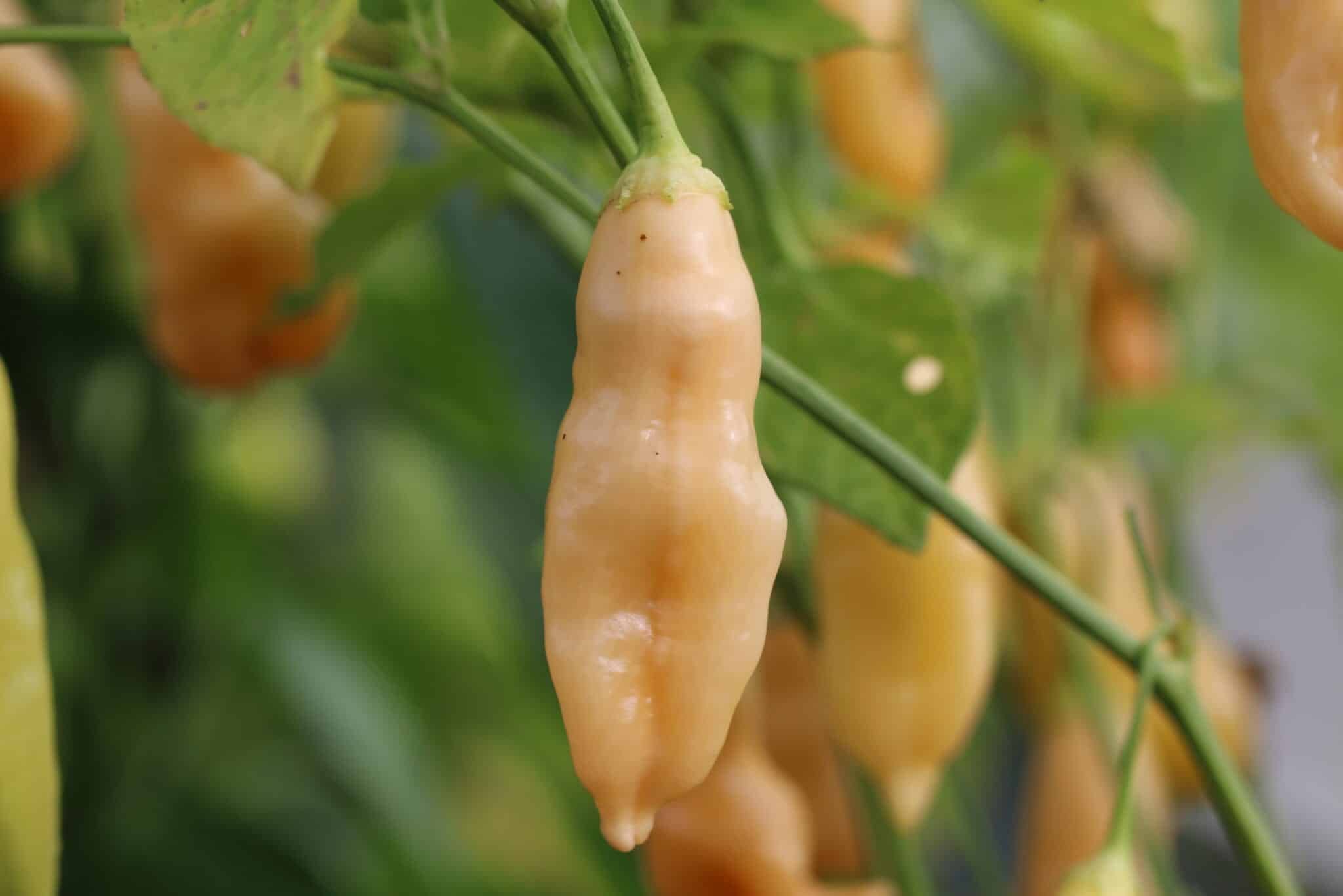 Köp Sugar Rush Peach - Chilifrön online hos Svenska Frön Sugar Rush Peach - Svenskodlade chilifrön från Svenska Frön