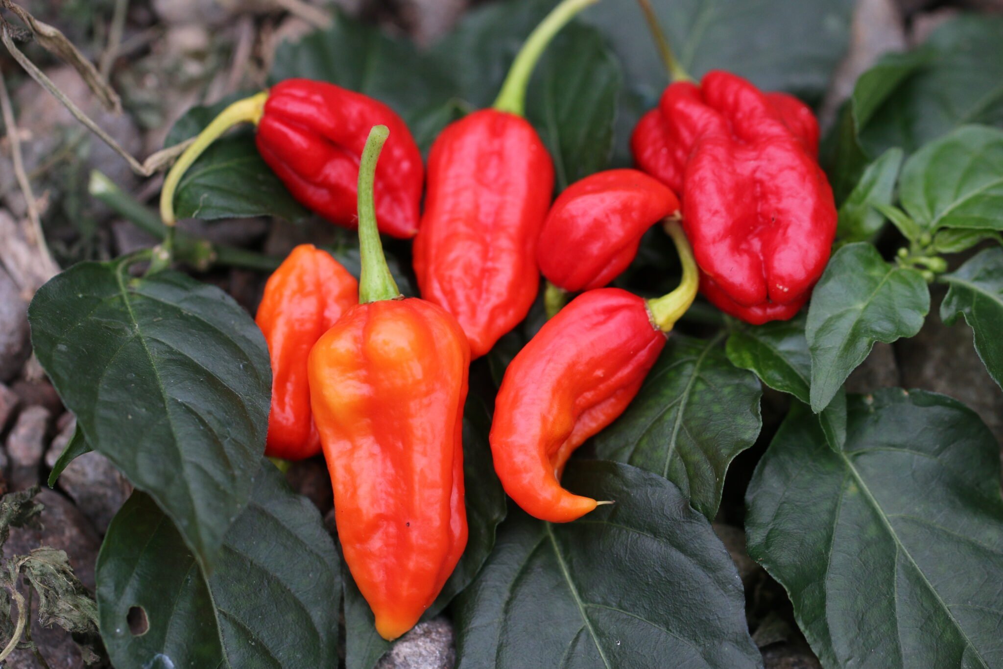 Köp Devils Tongue Red - Chilifrön online hos Svenska Frön Devils Tongue Red - Svenskodlade chilifrön från Svenska Frön