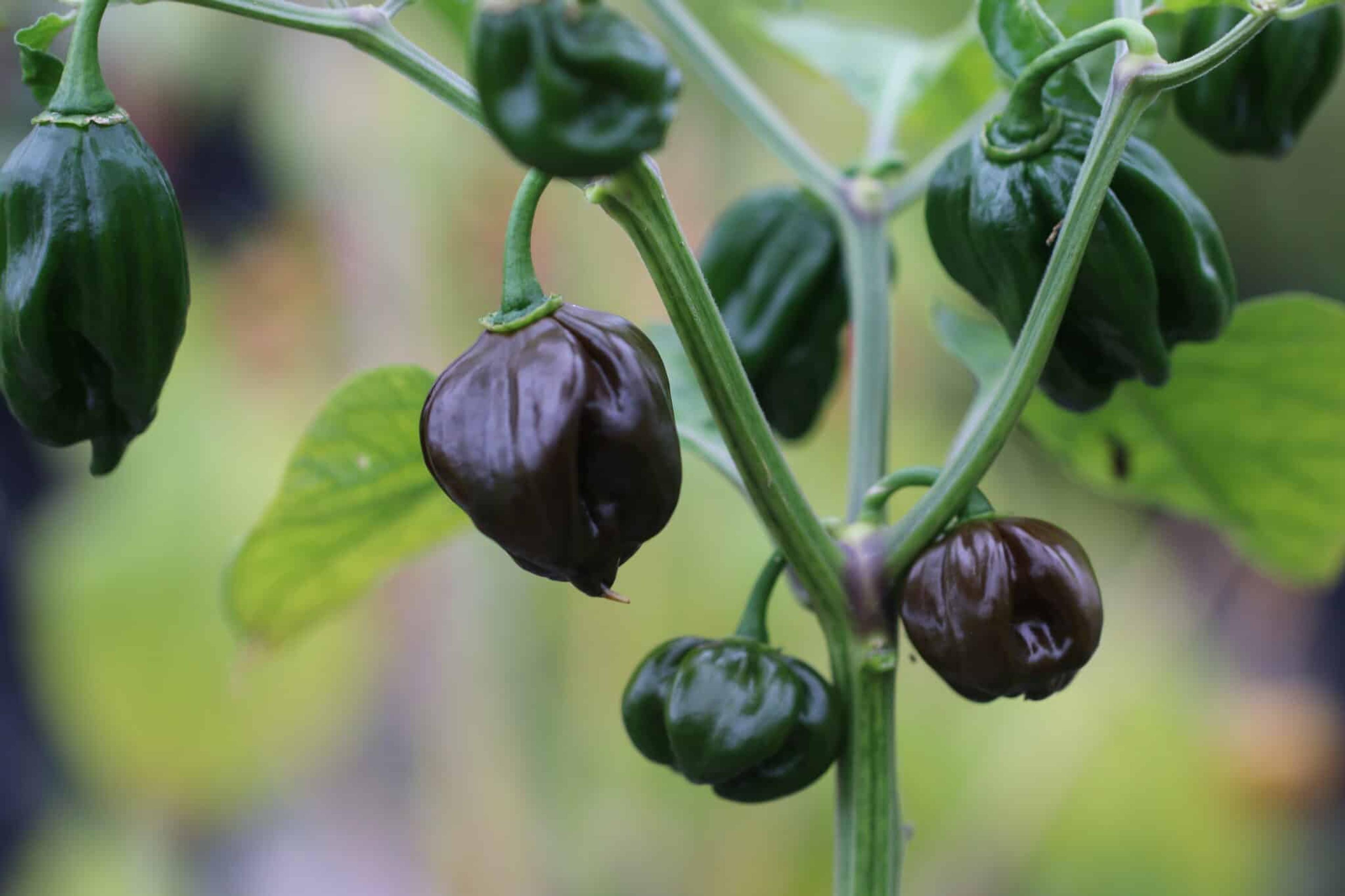 Habanero Black miniatyrbild 3