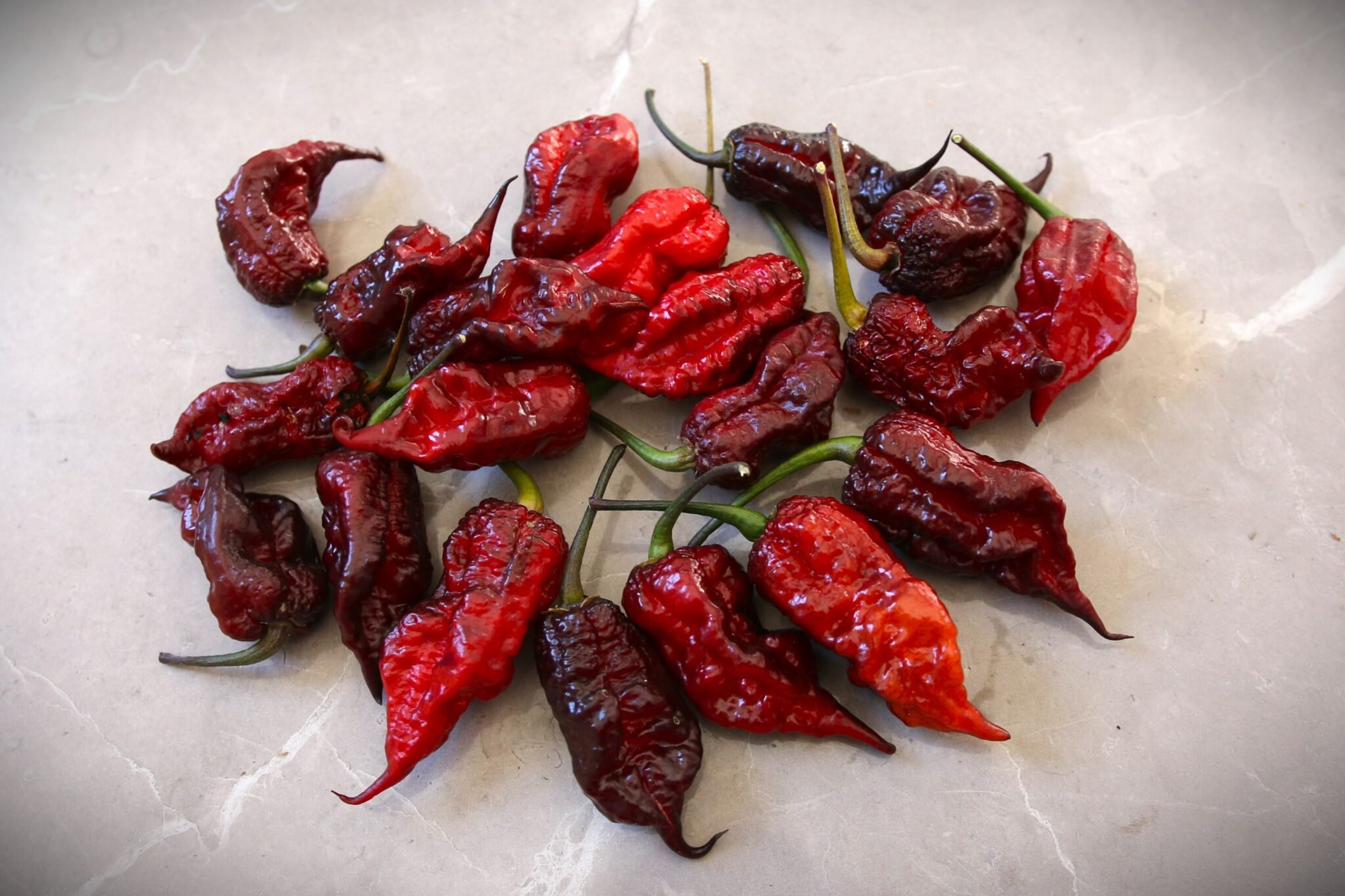 Gator Jigsaw Purple - Svenskodlade chilifrön från Svenska Frön