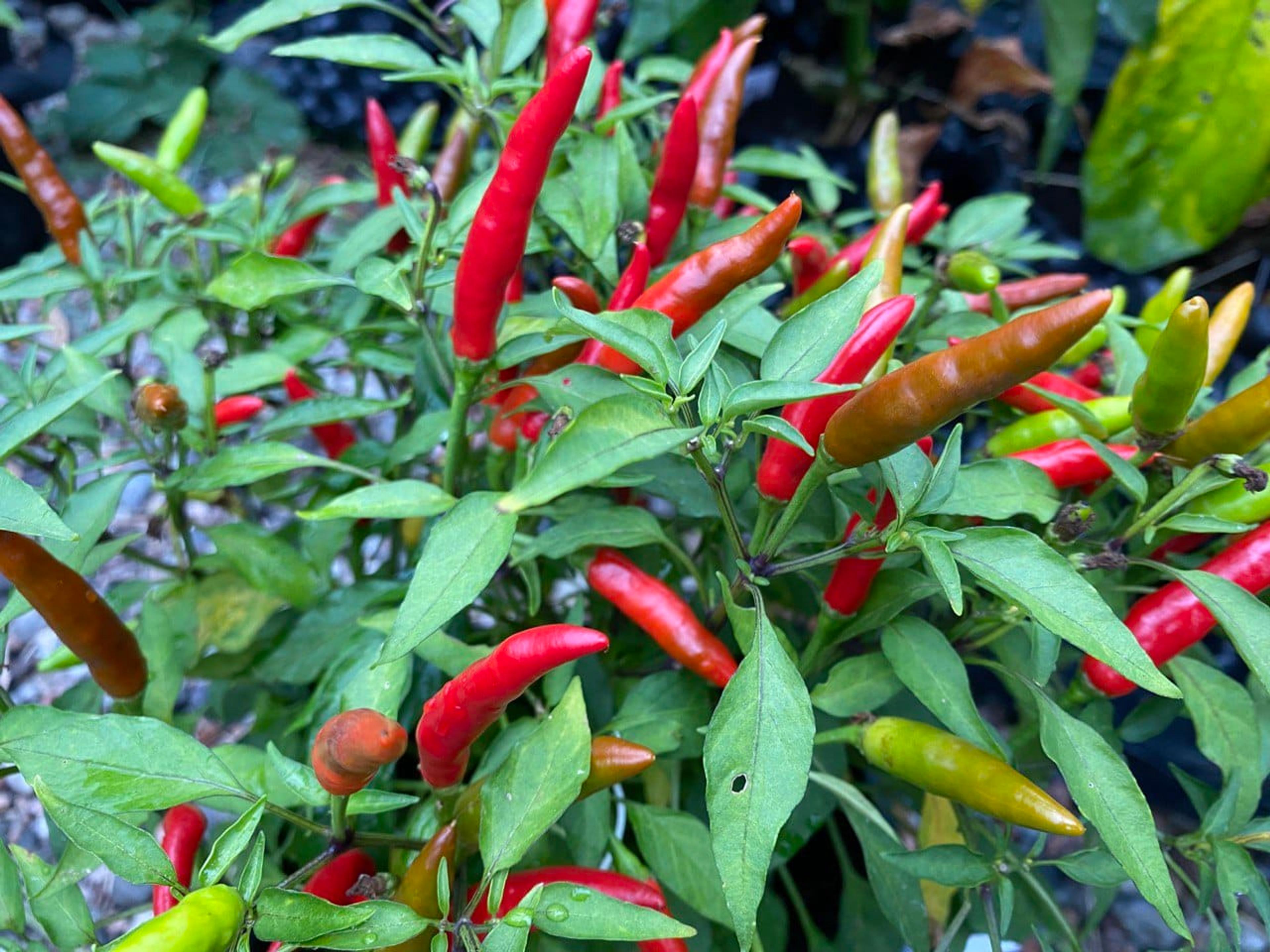 Quickfire miniatyrbild 2