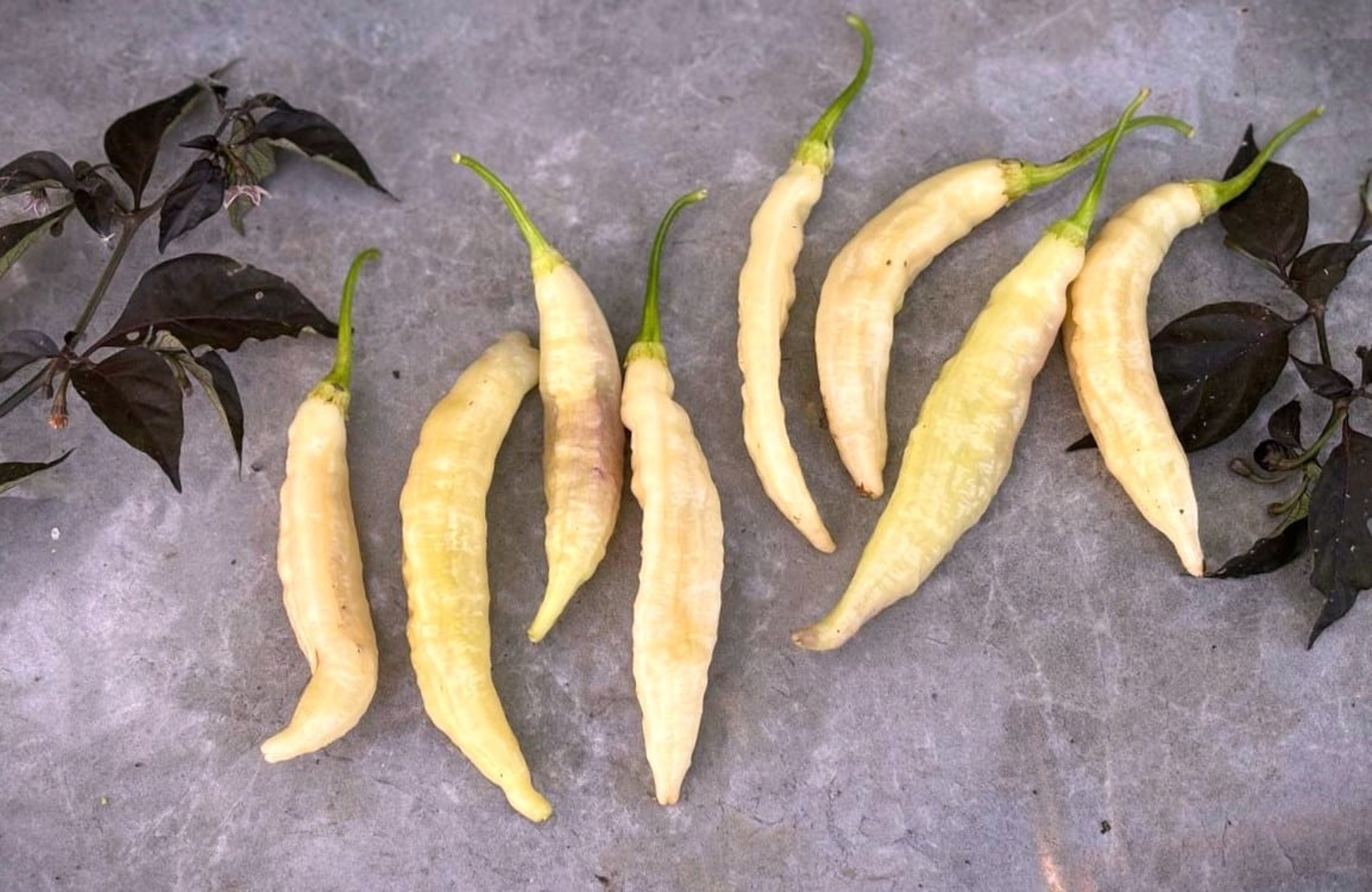 Aji Unicorn - Svenskodlade chilifrön från Svenska Frön