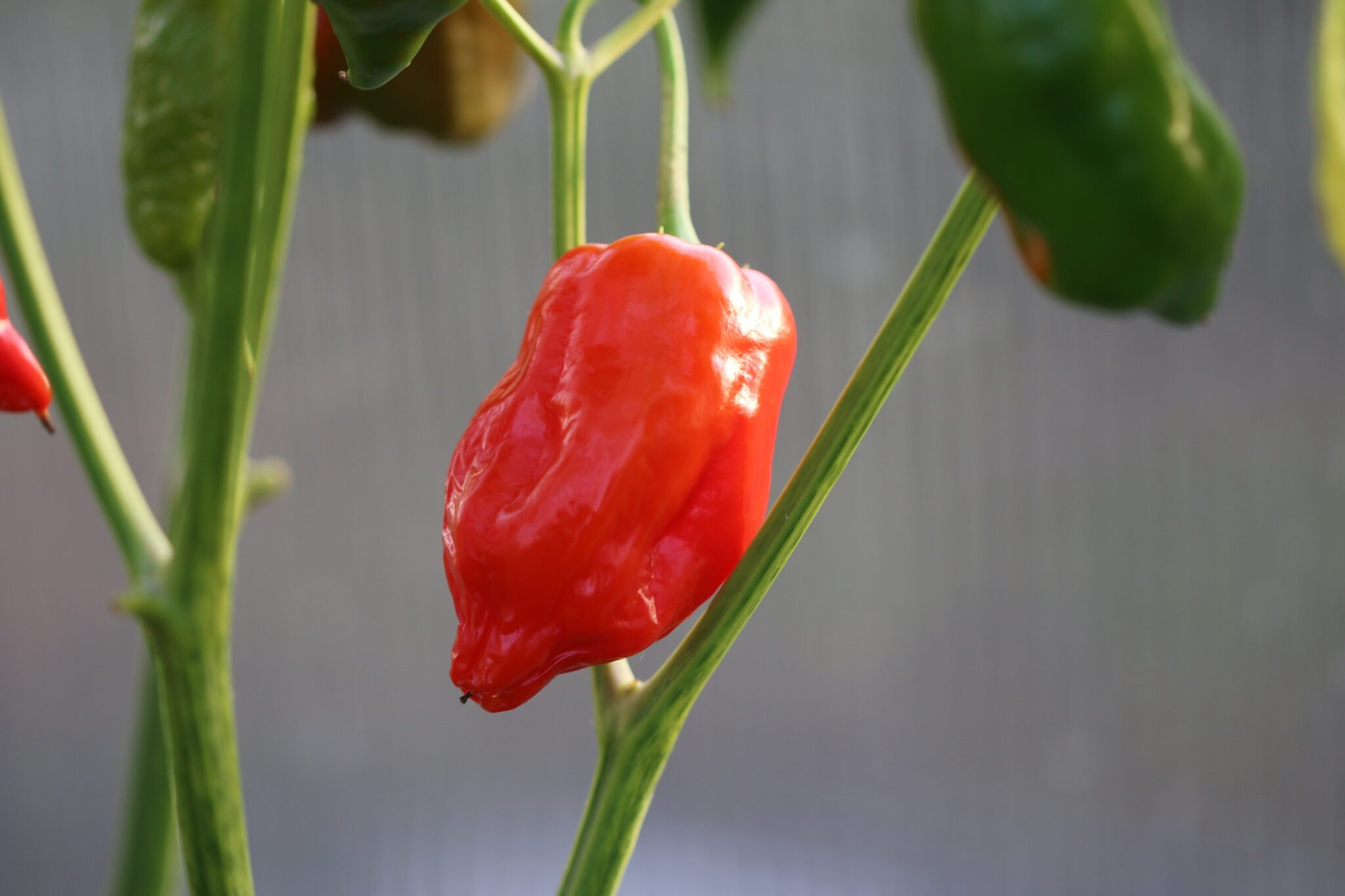 Köp Aji Verde - Chilifrön online hos Svenska Frön Aji Verde - Svenskodlade chilifrön från Svenska Frön