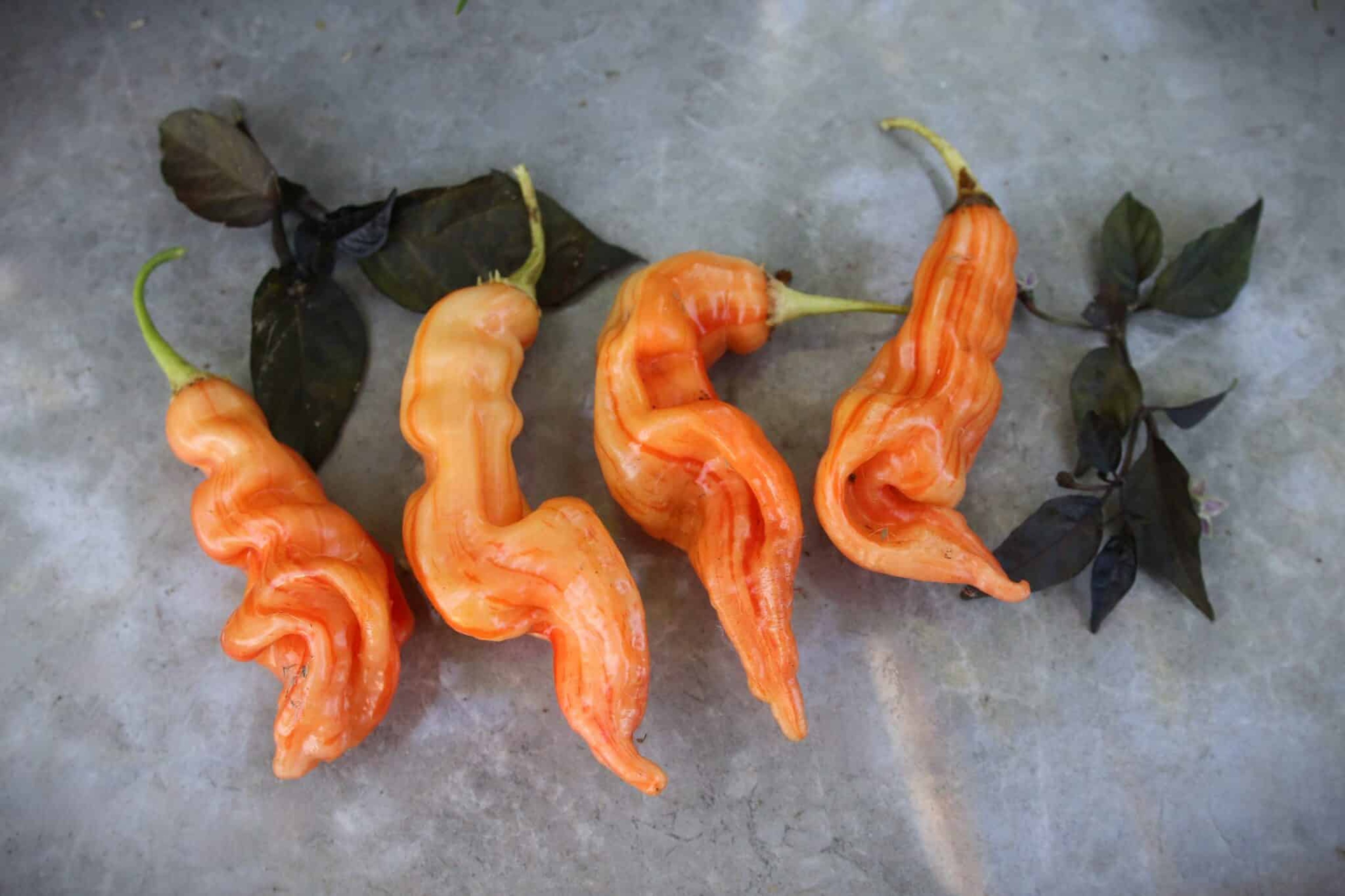 Sugar Rush Stripey XL - Svenskodlade chilifrön från Svenska Frön