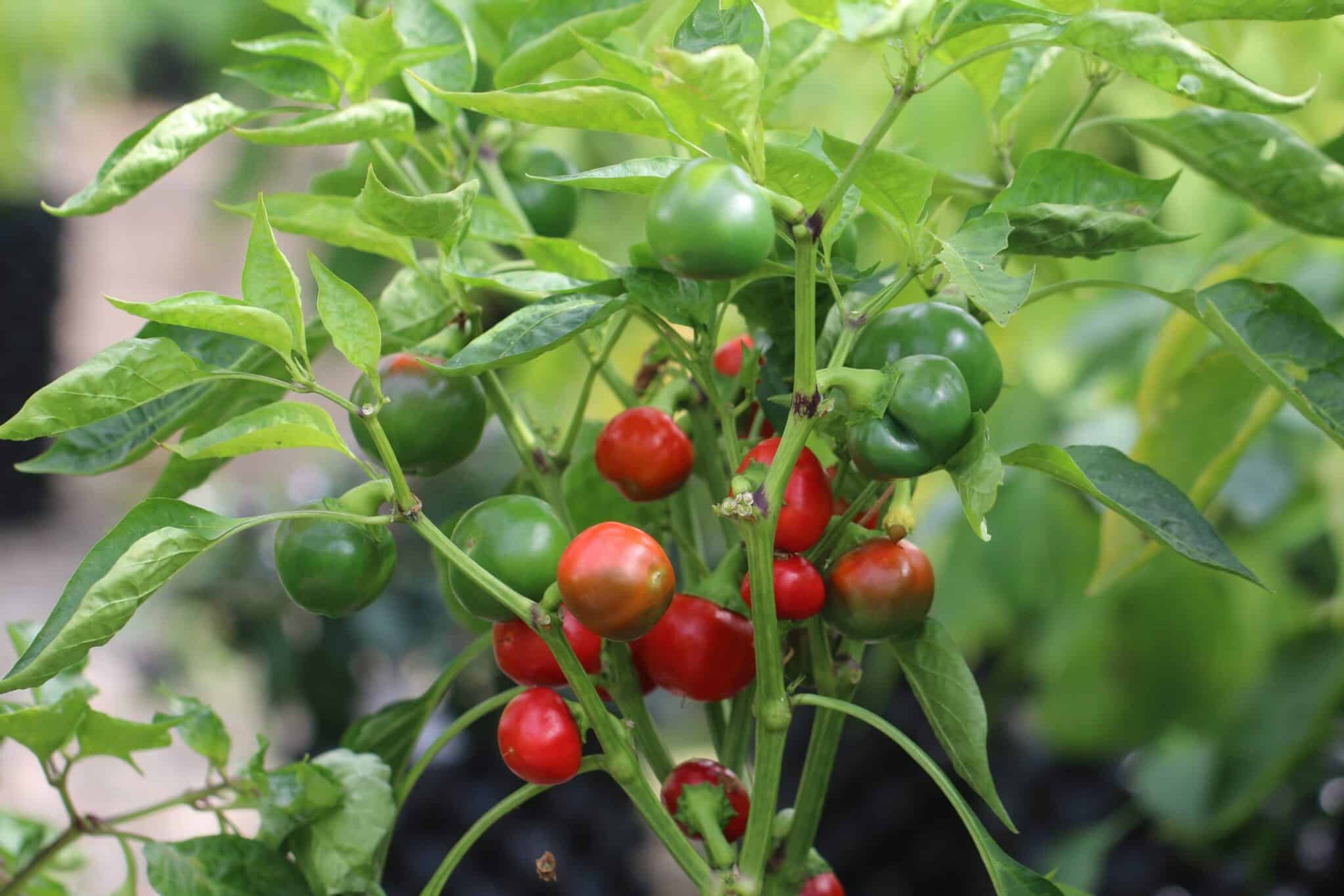 Runda röda Cherry Bomb-chilifrukter med körsbärsliknande form