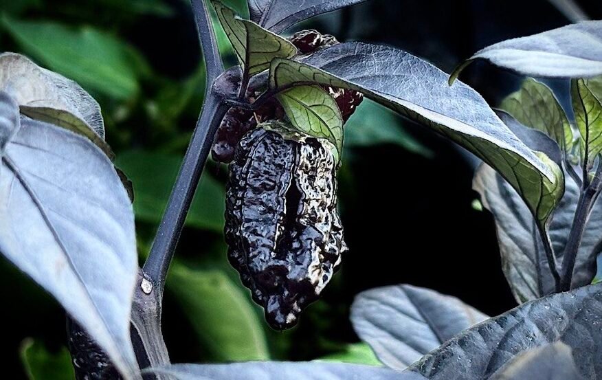 Köp Orion - Chilifrön online hos Svenska Frön Orion - Svenskodlade chilifrön från Svenska Frön