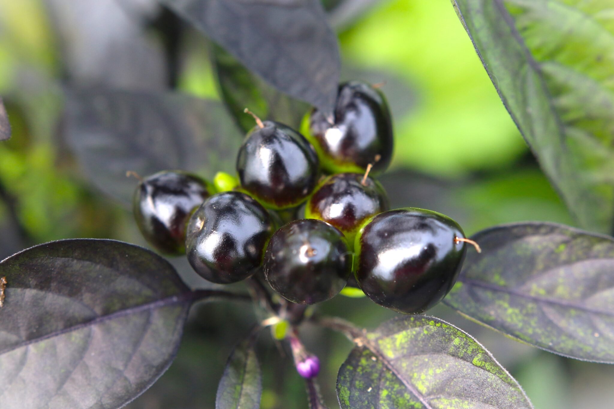 Köp Royal Black - Chilifrön online hos Svenska Frön Royal Black - Svenskodlade chilifrön från Svenska Frön